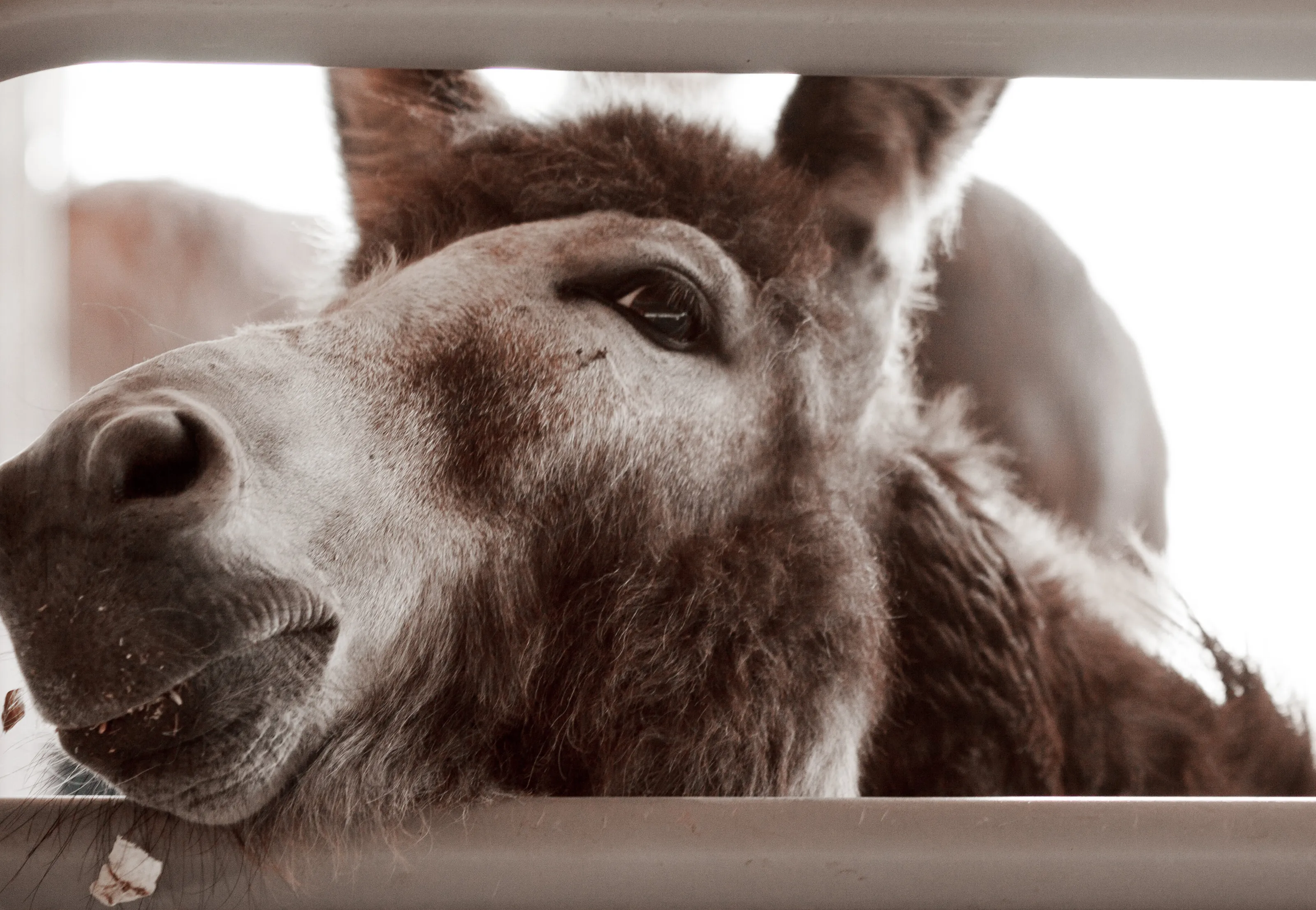 Donkey