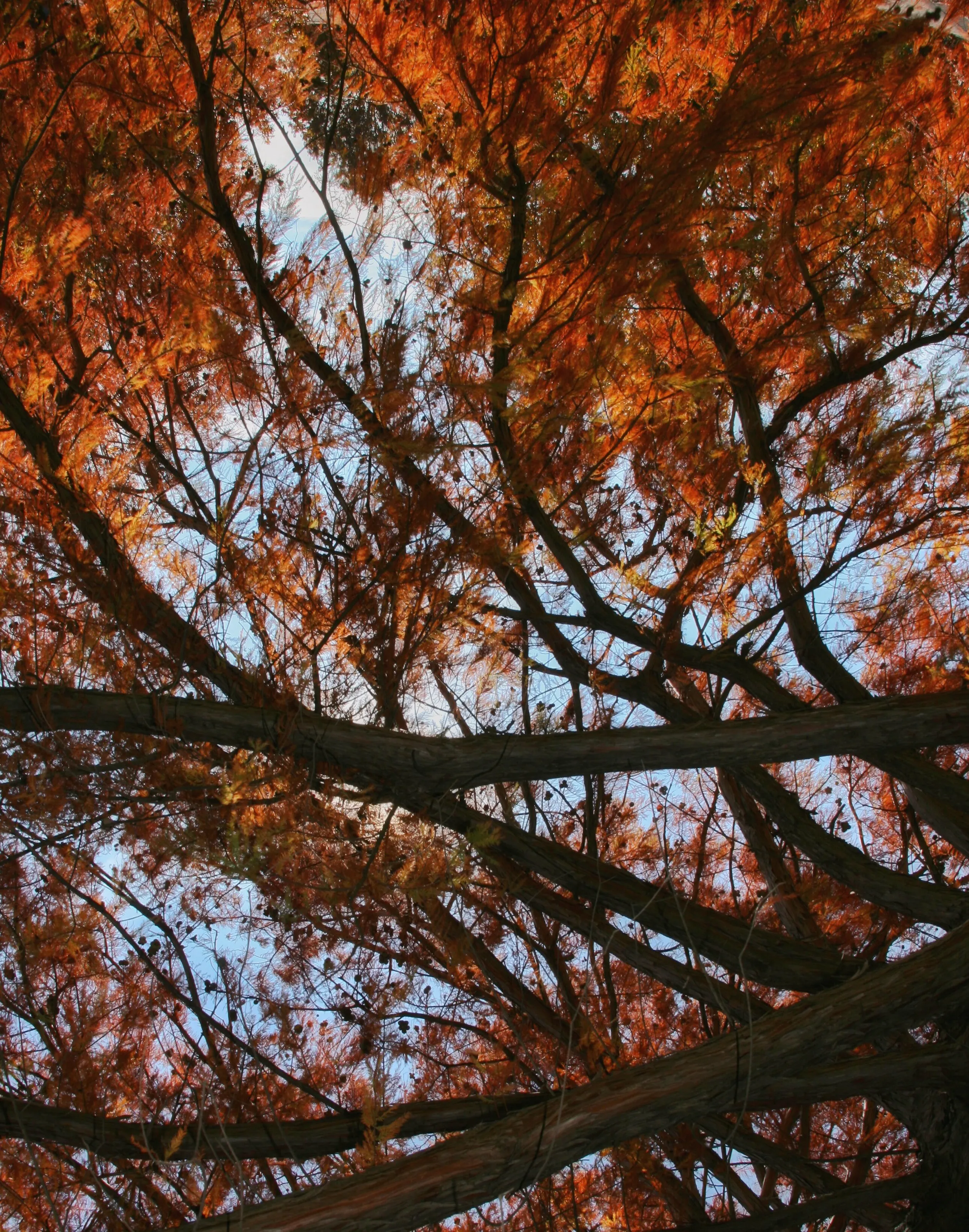 Autumn Orange