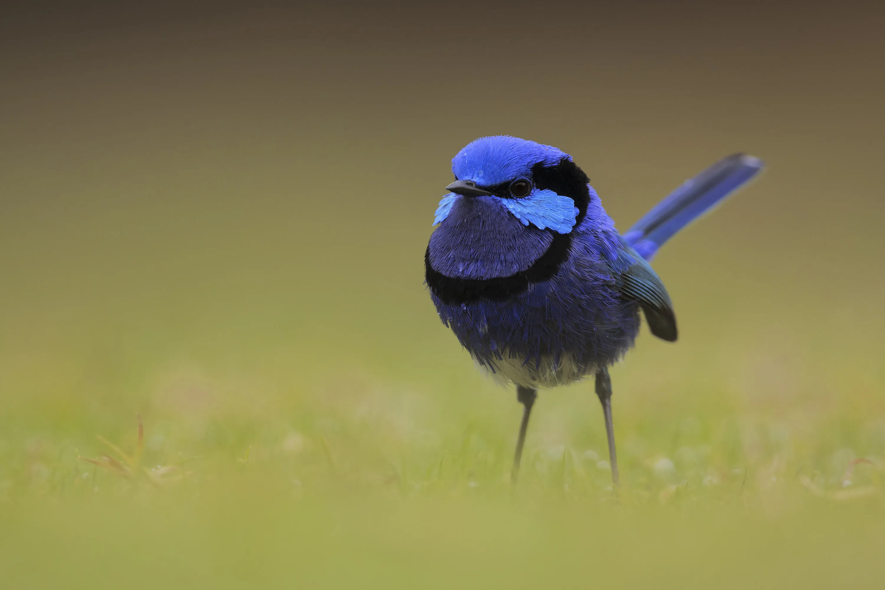 A jewel in the grass