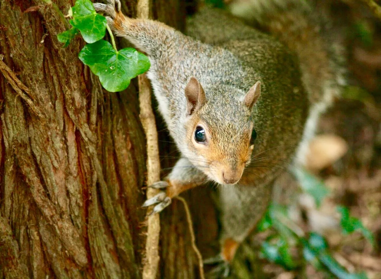 Squirrel