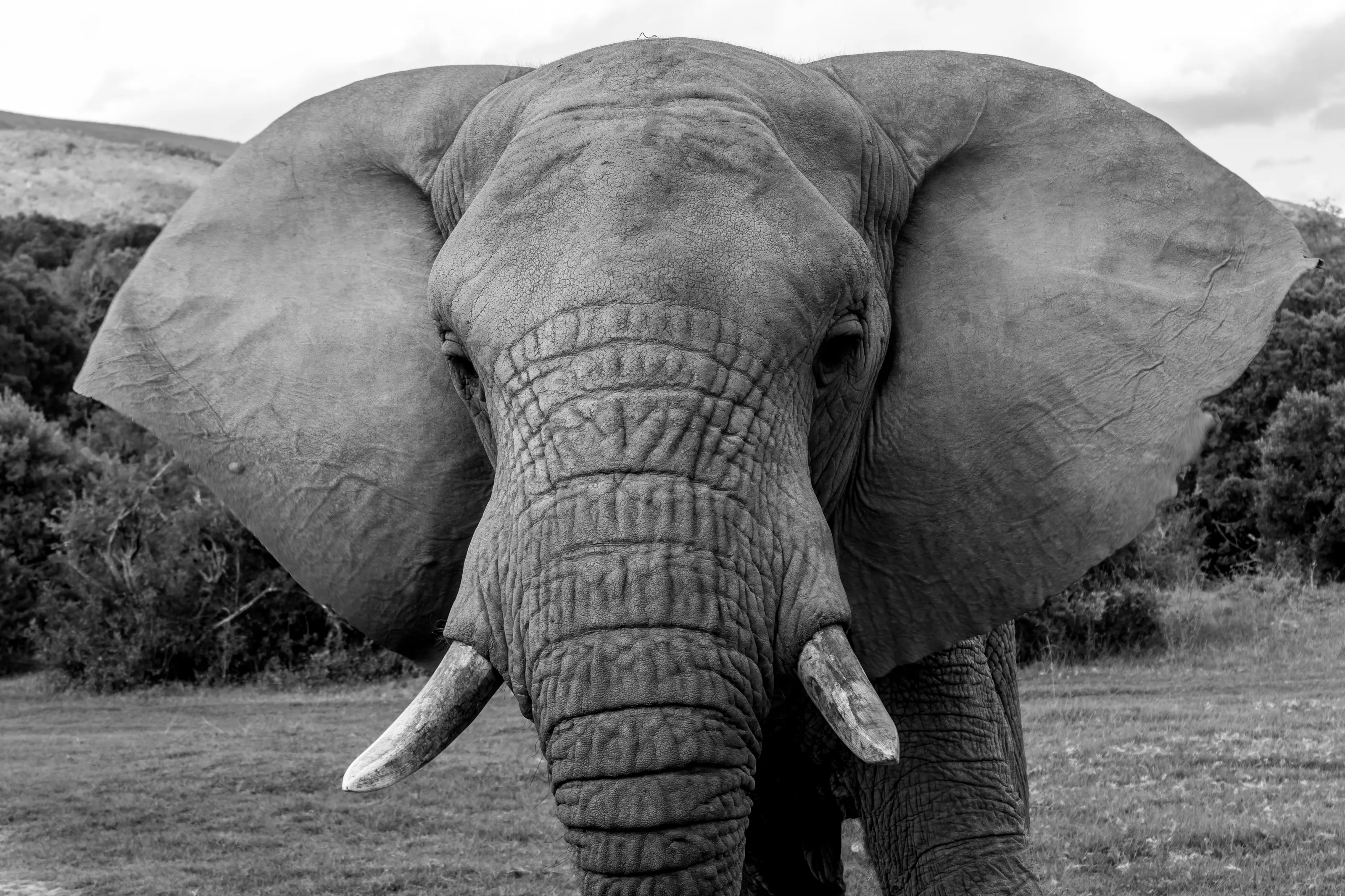 Gentle Giant