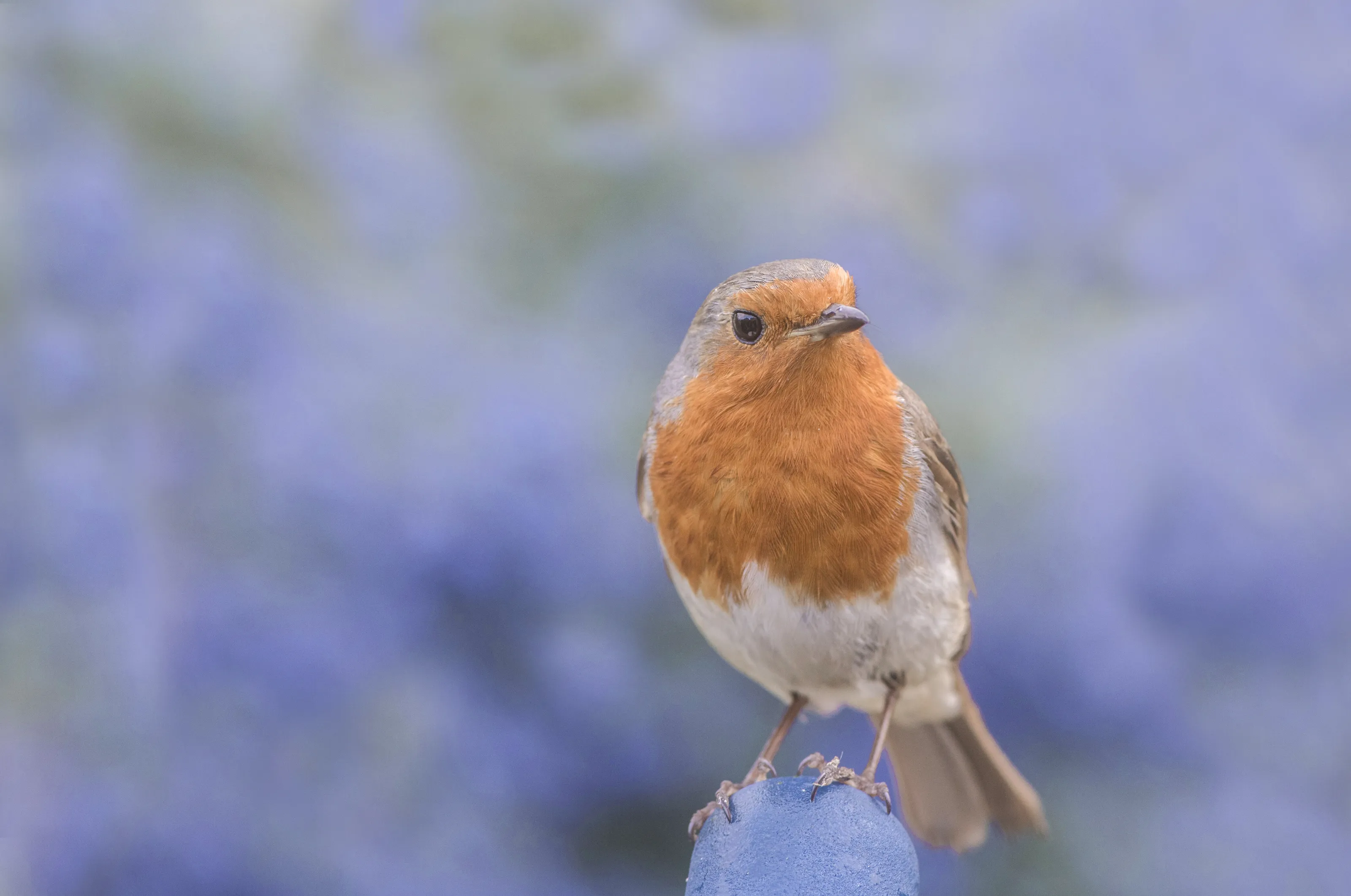 robin in summer