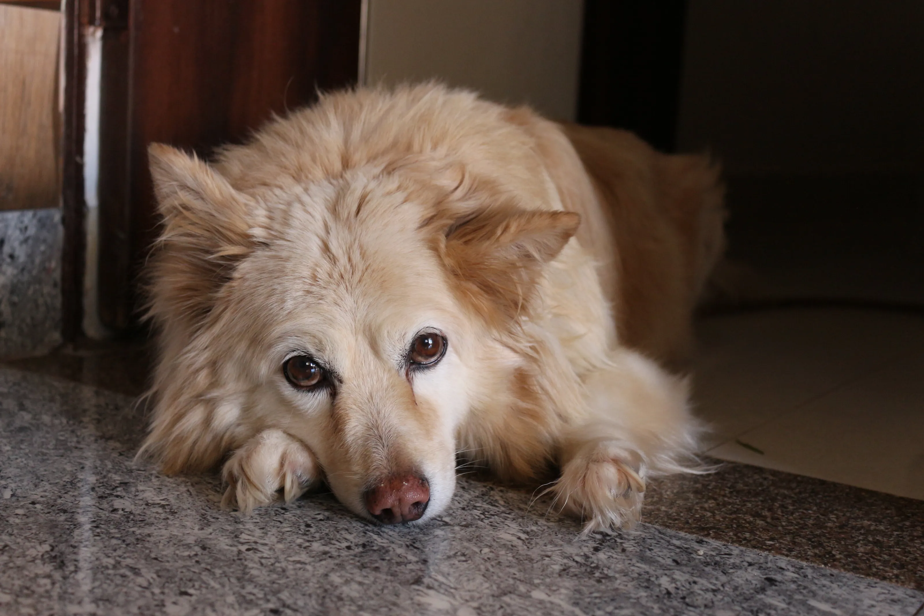pet
