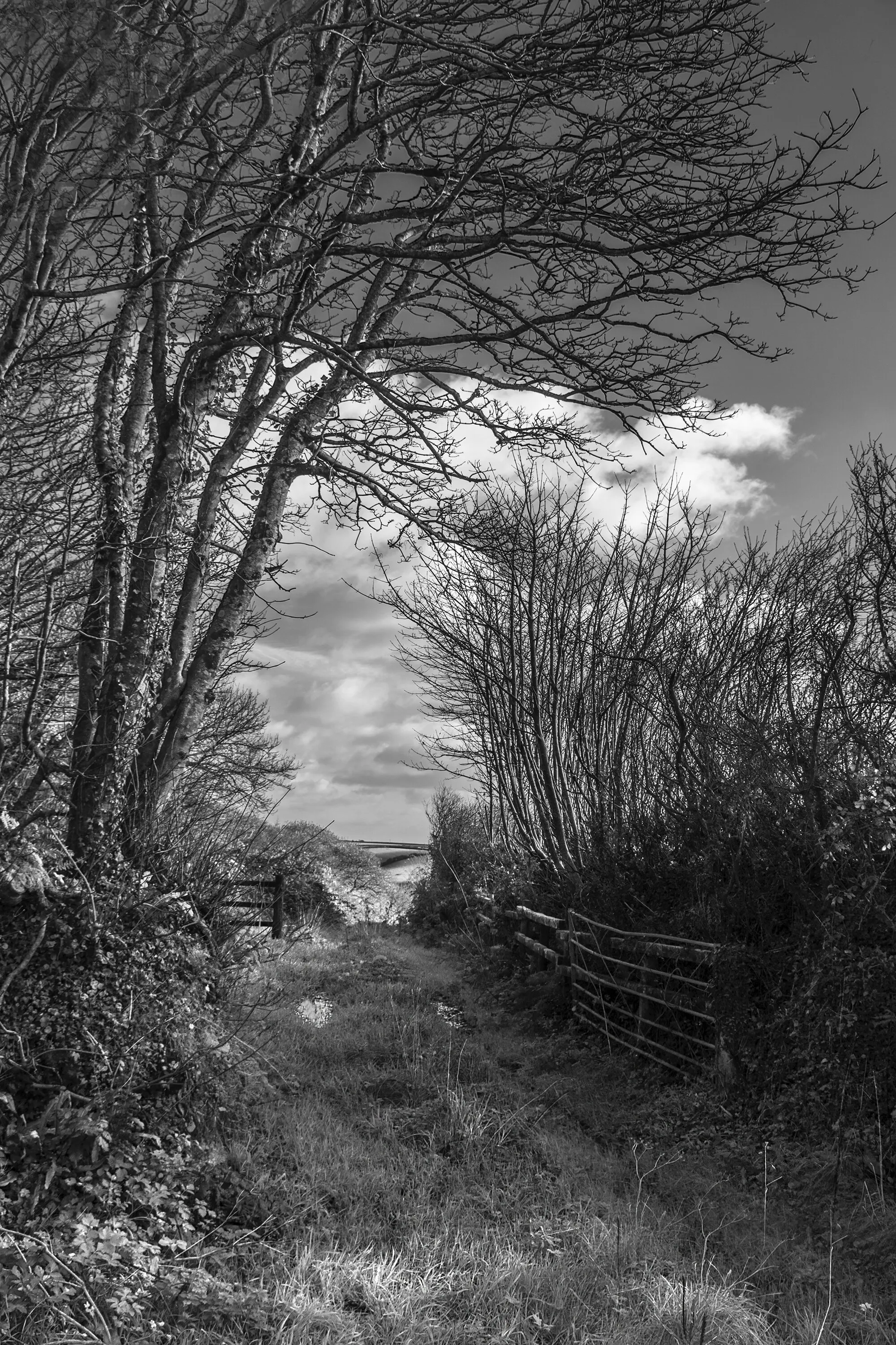 A PATH LITTLE USED.