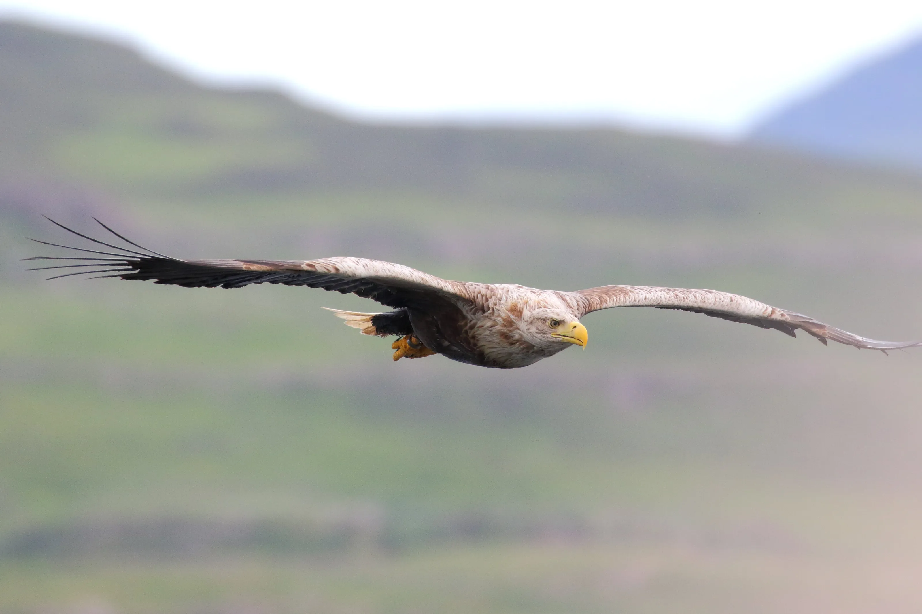 Eagle hunting