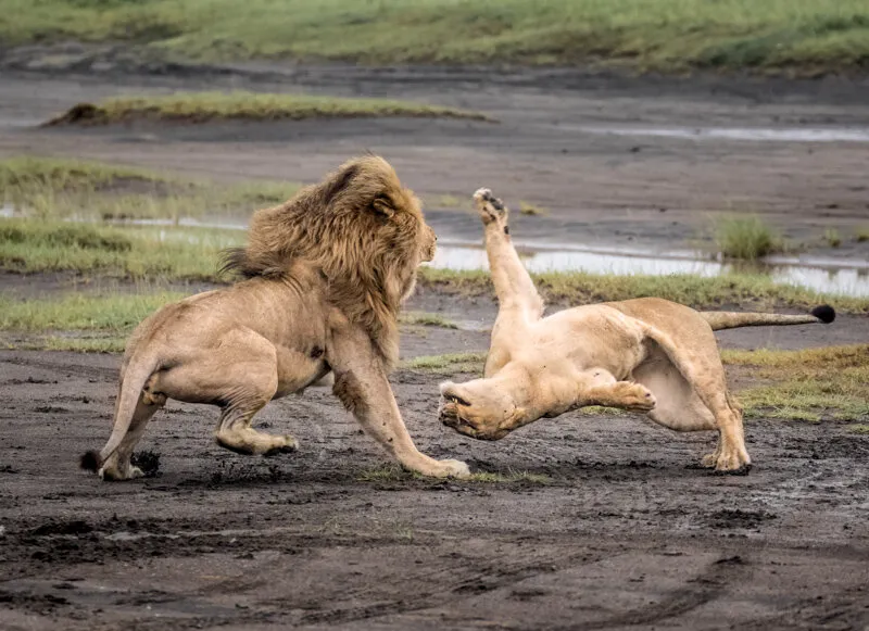 Cat Fight