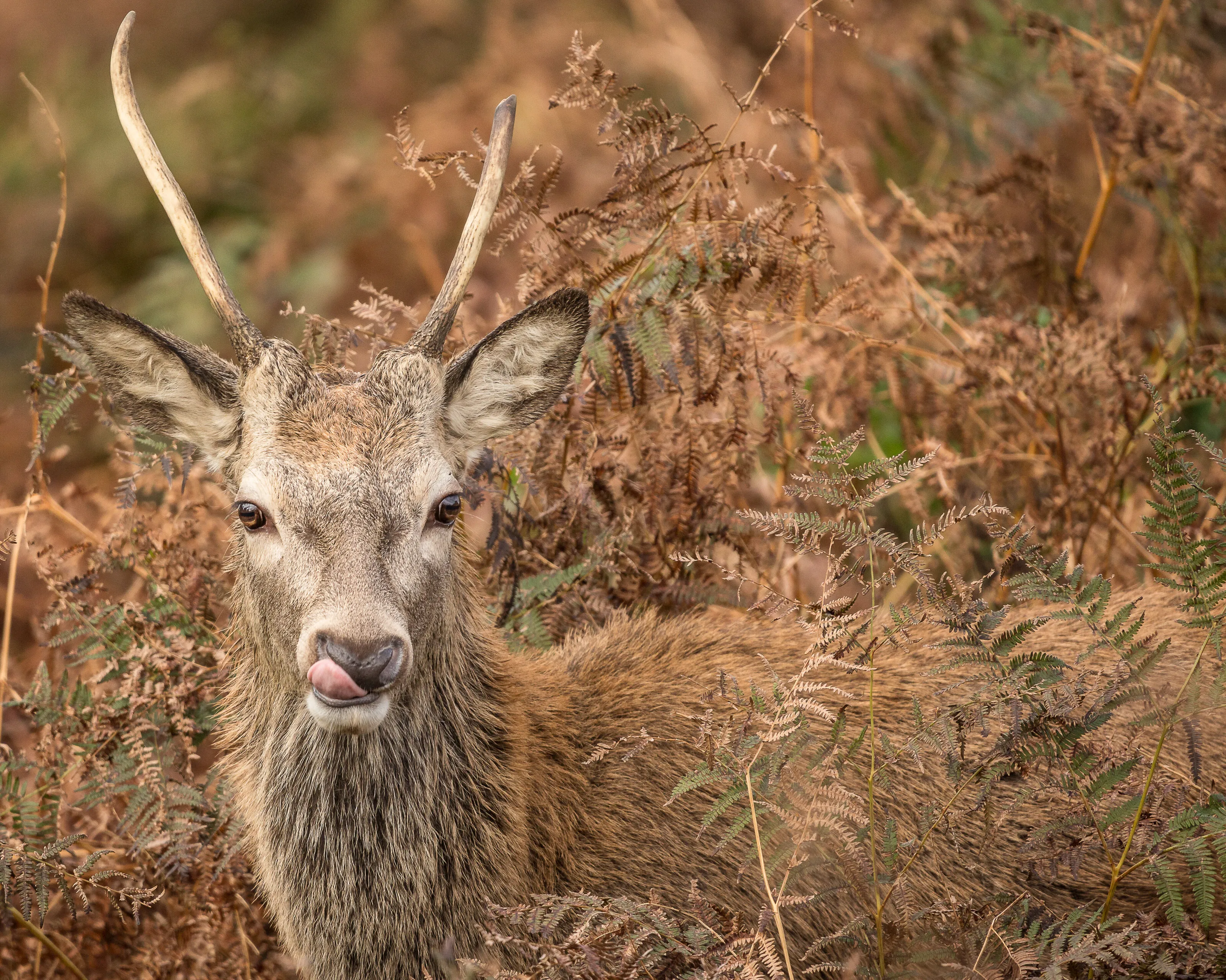 Mischievous stag