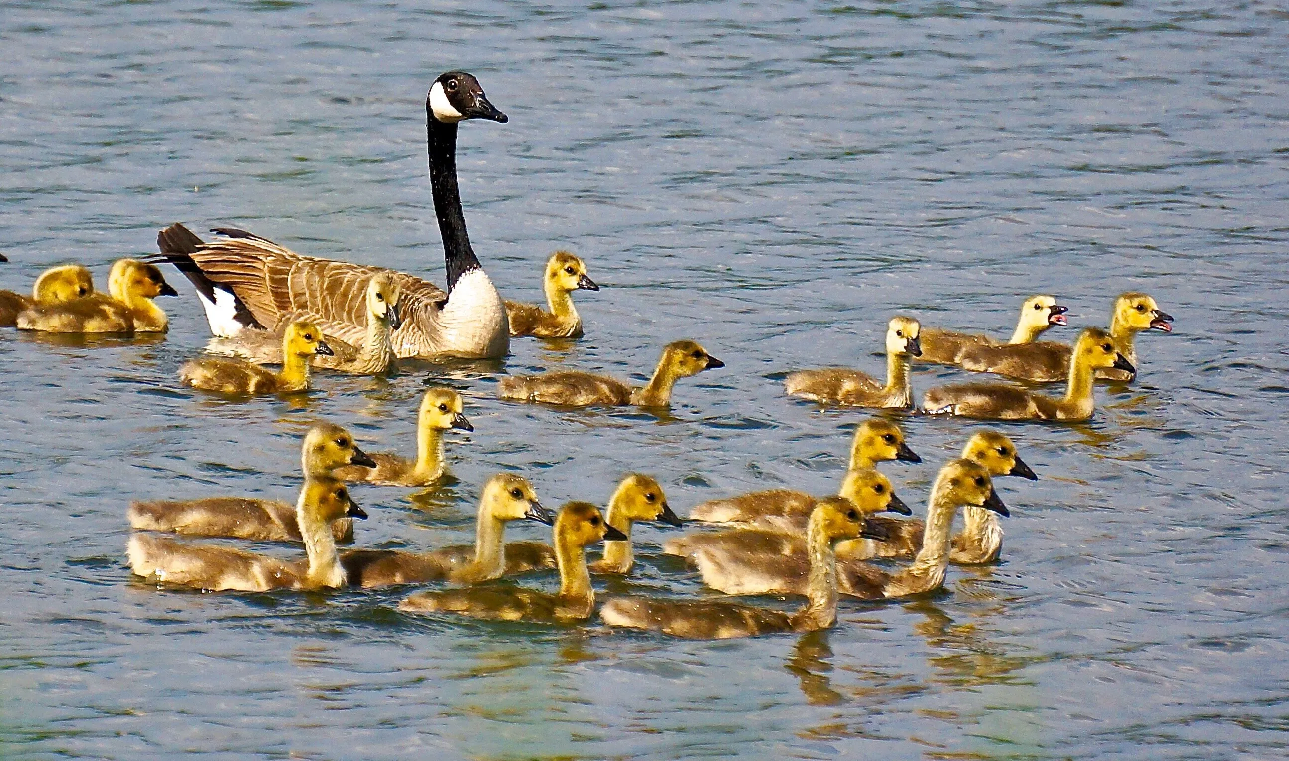 Family Day At The Lake