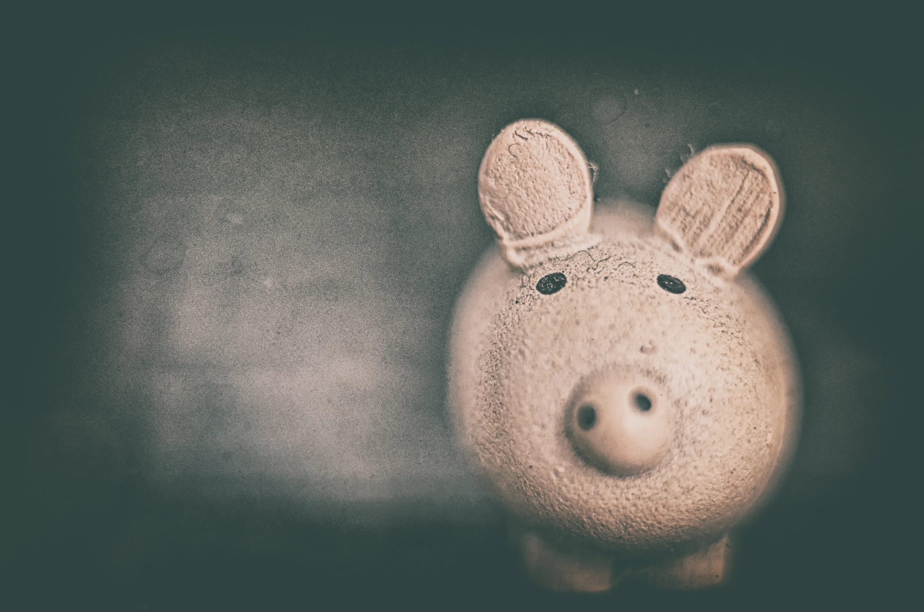 pig