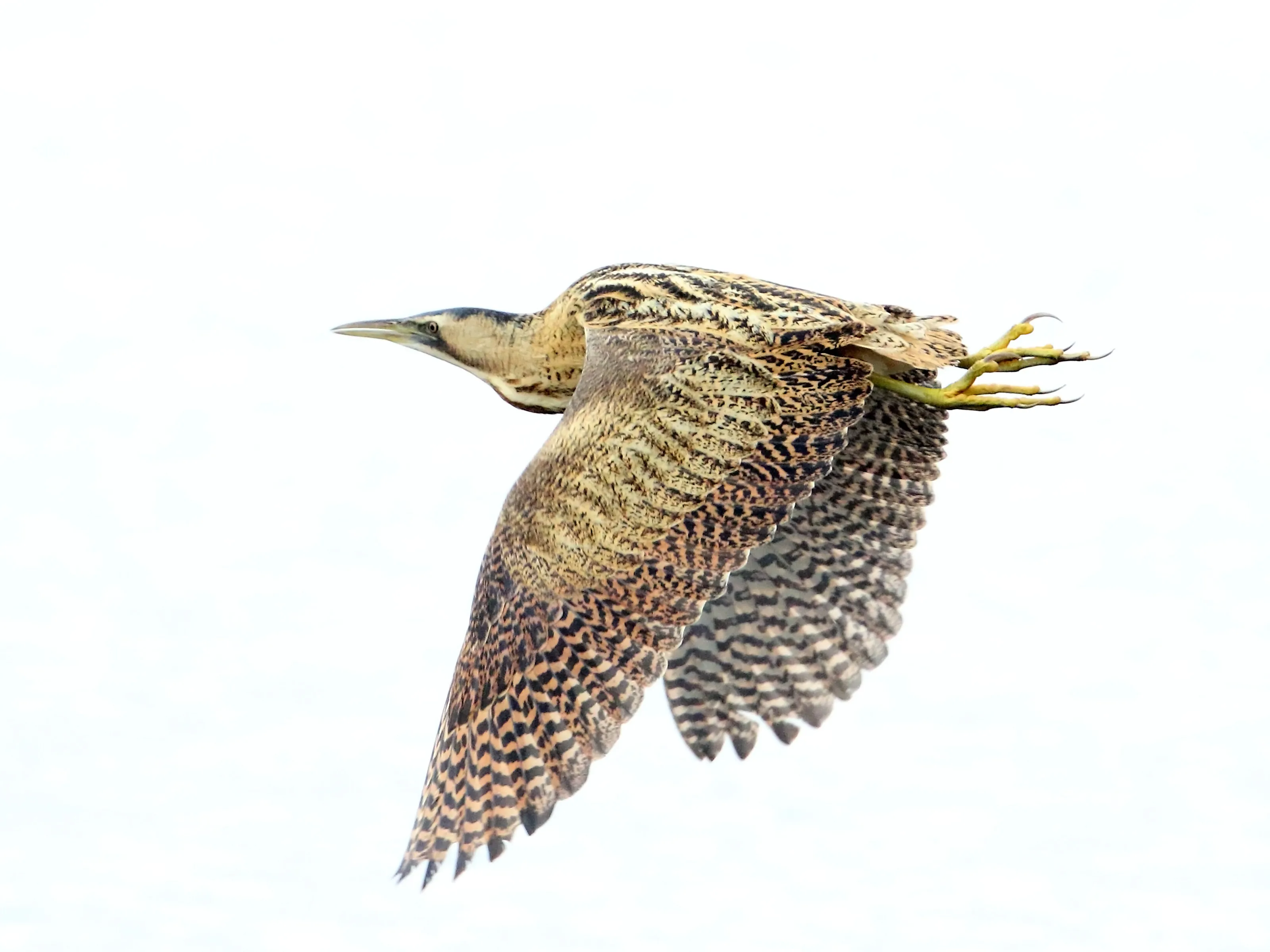 Bittern fly-past