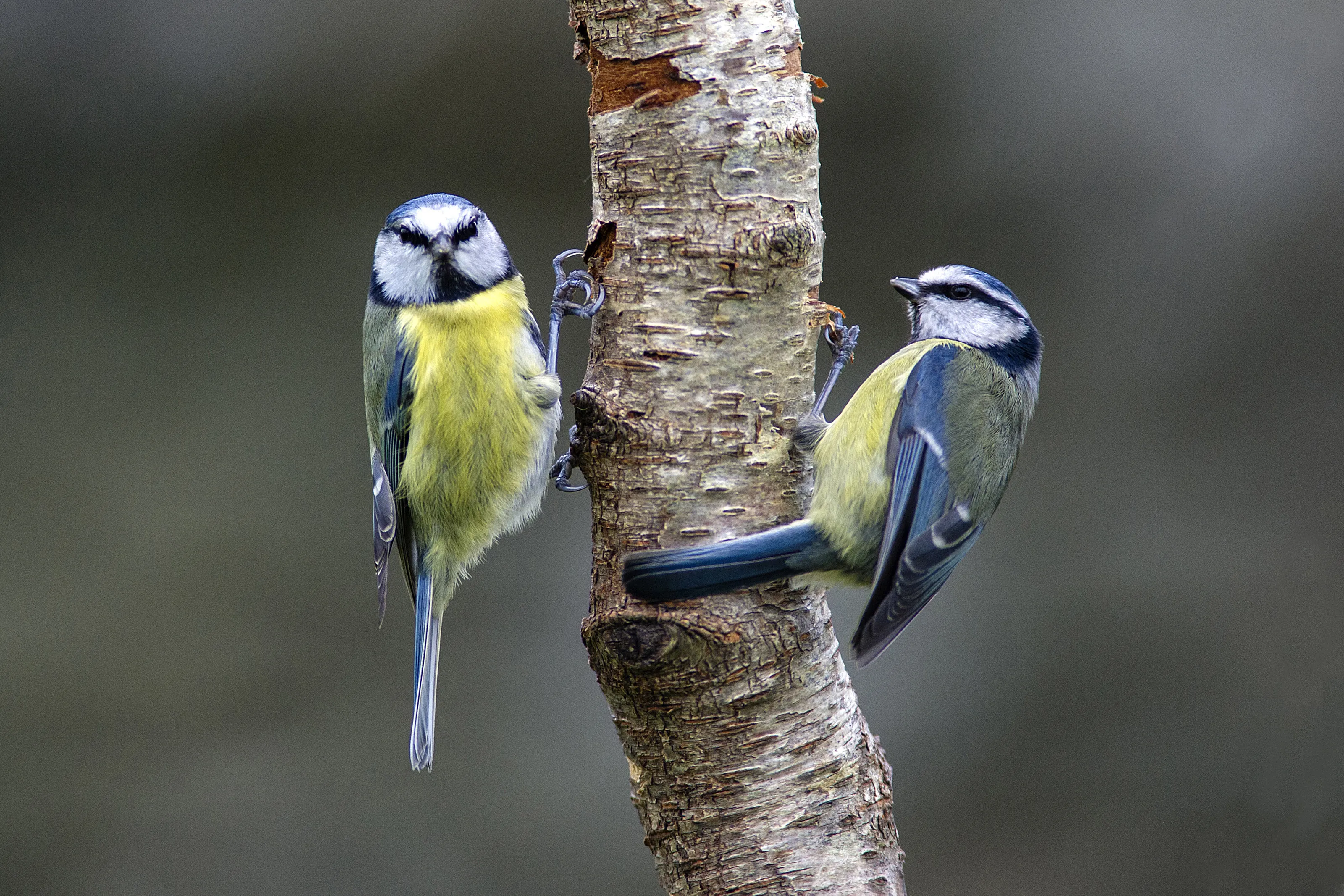 Blue Tits