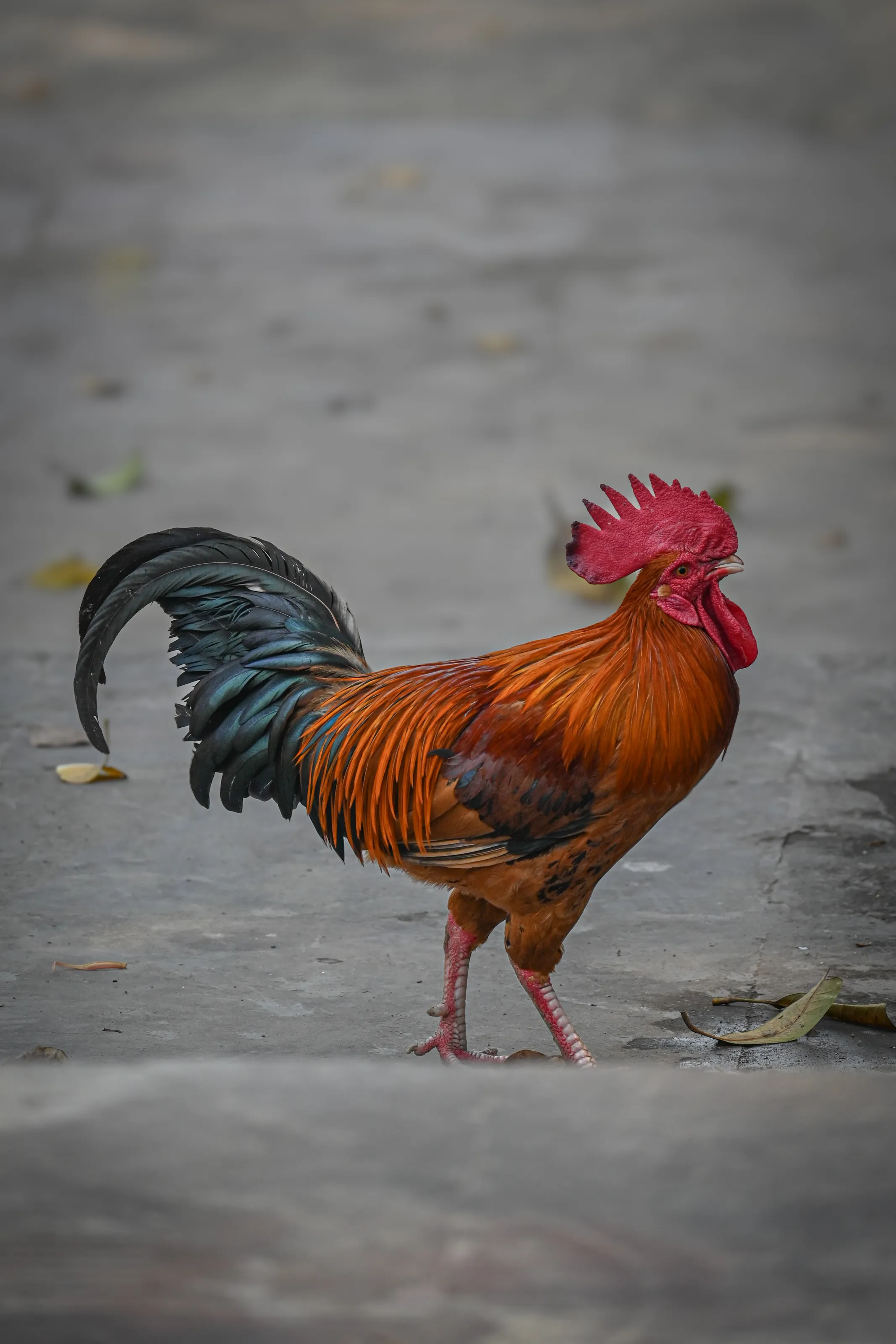 Royal Strut
