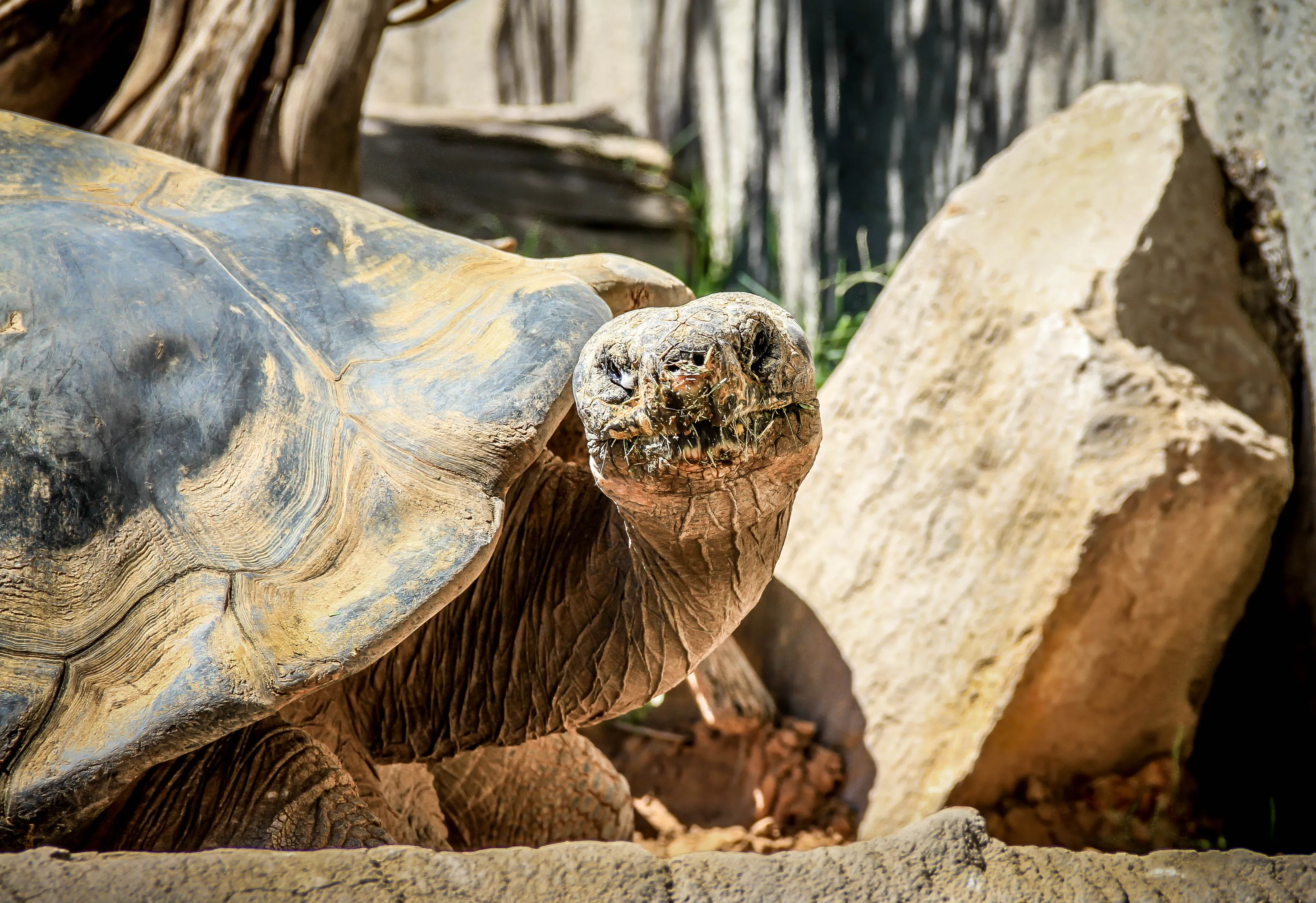 The Bolson Tortoise