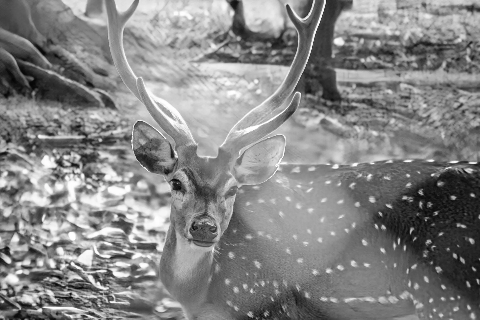 Antler