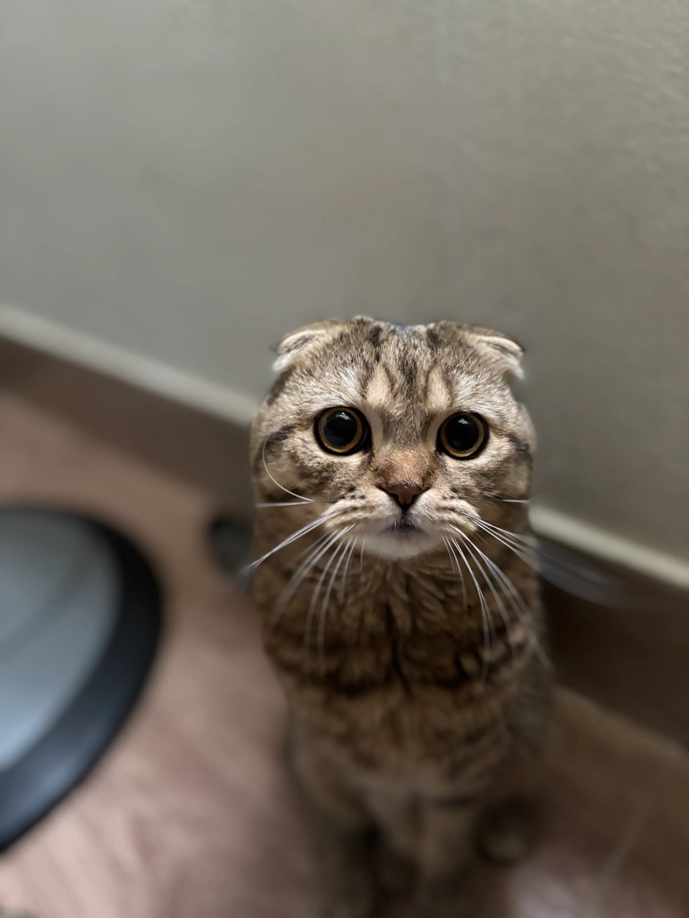 mochi