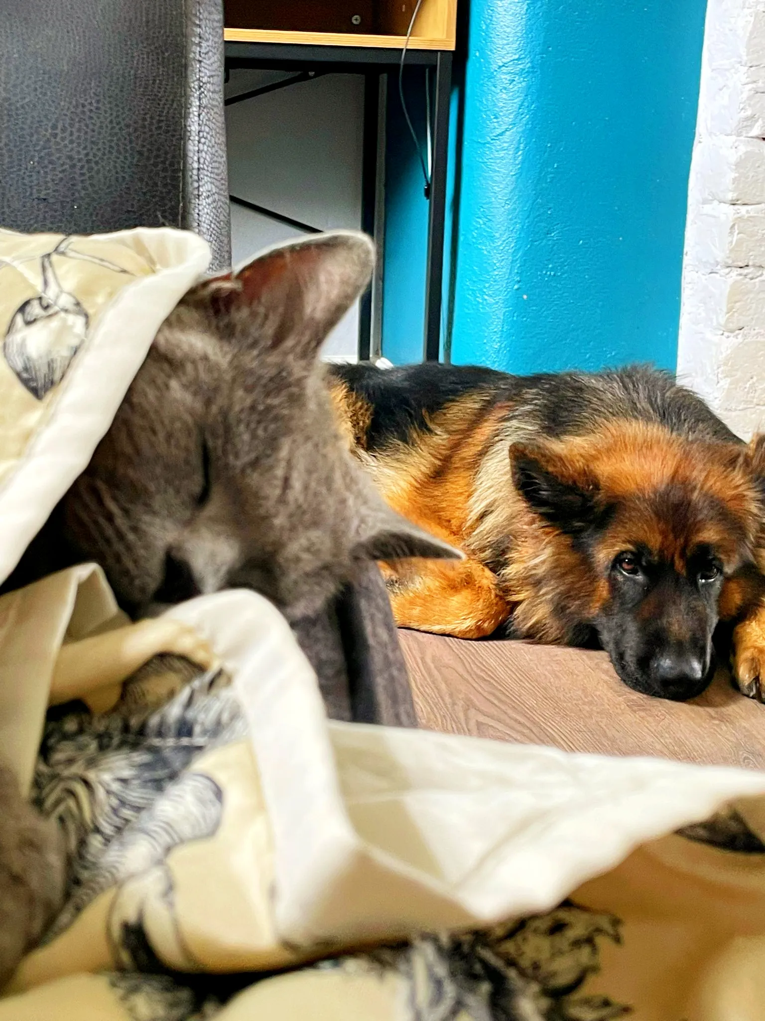 Cats and Dogs Together