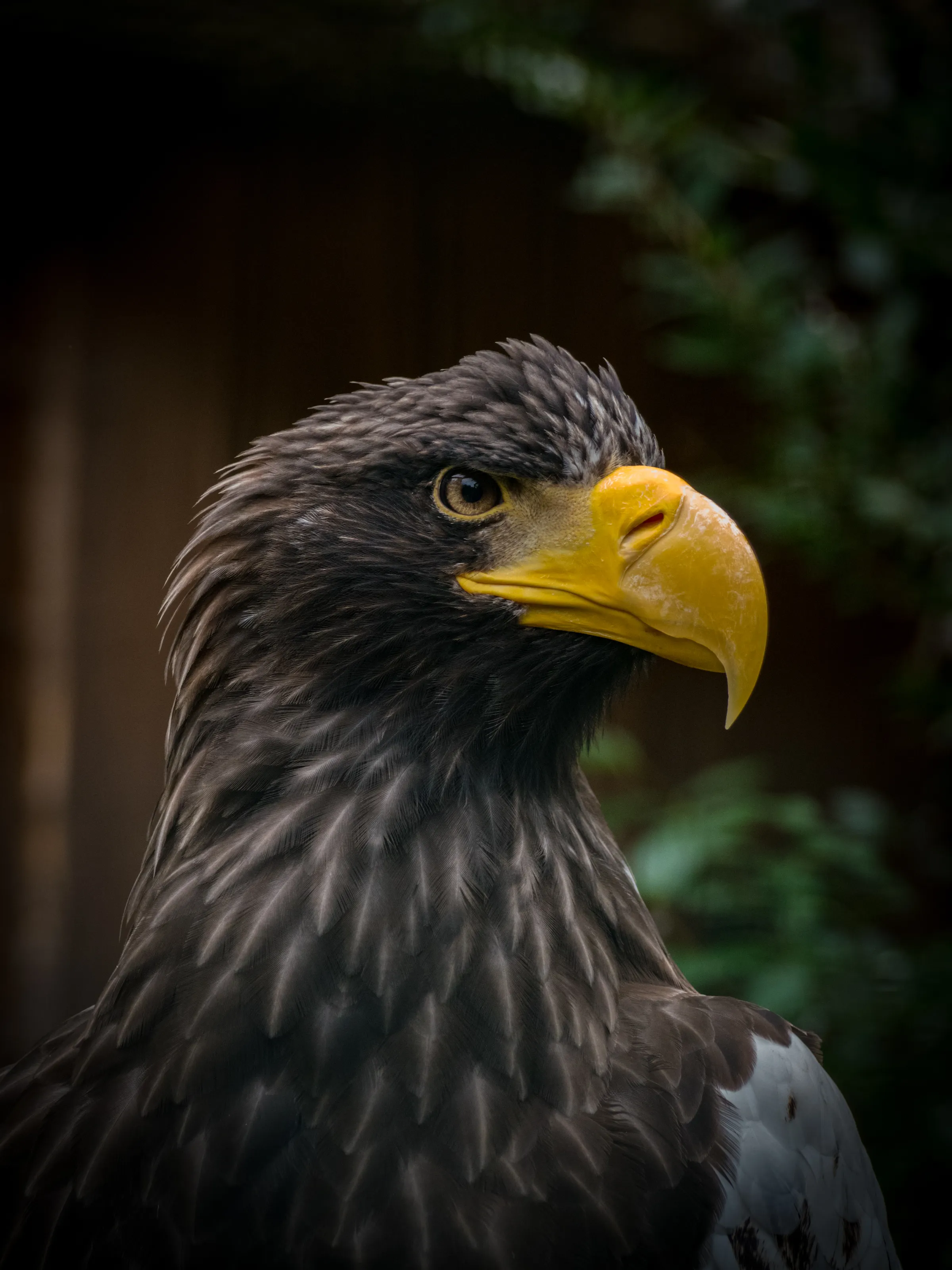 Eagle Aura...