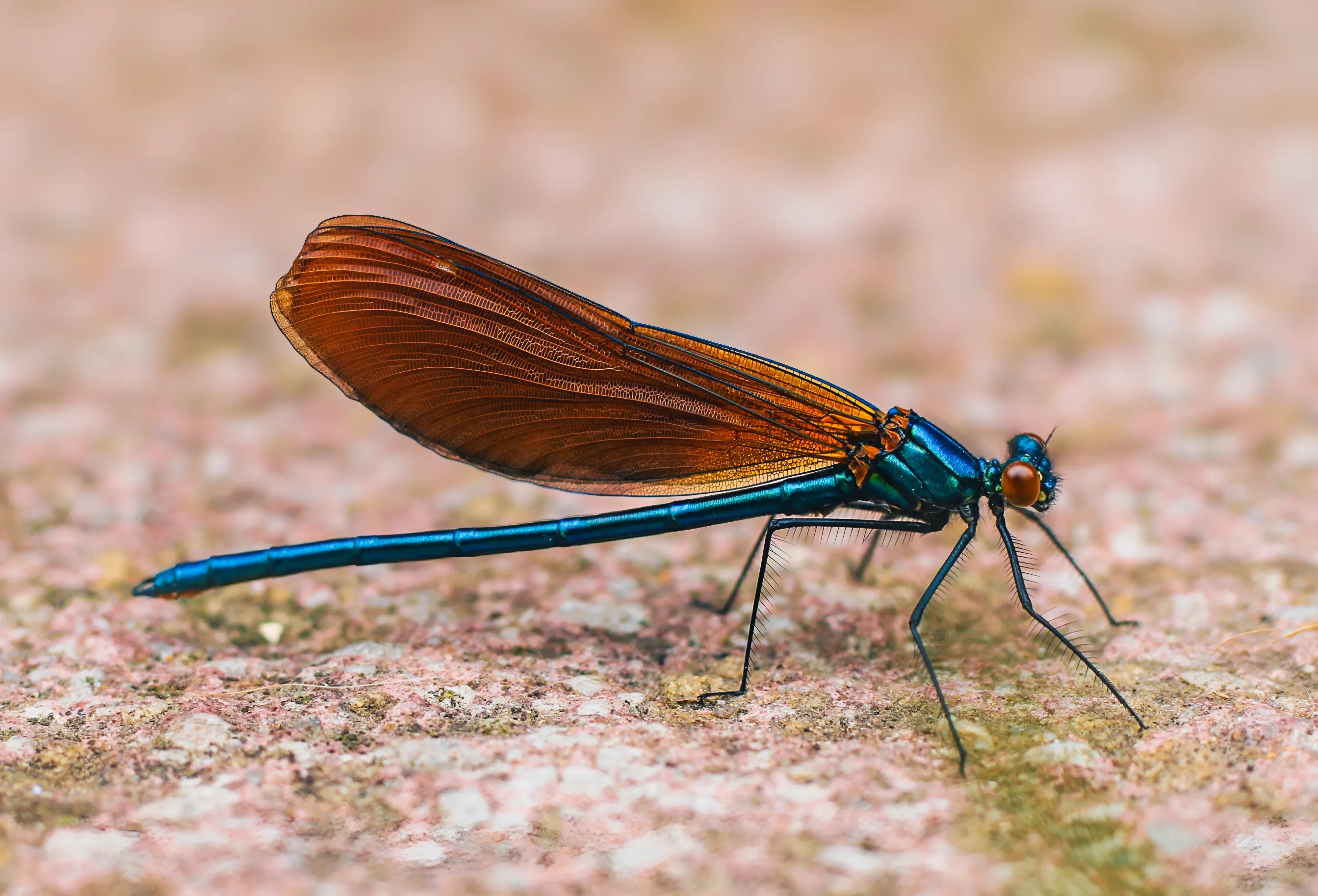 Dragonfly