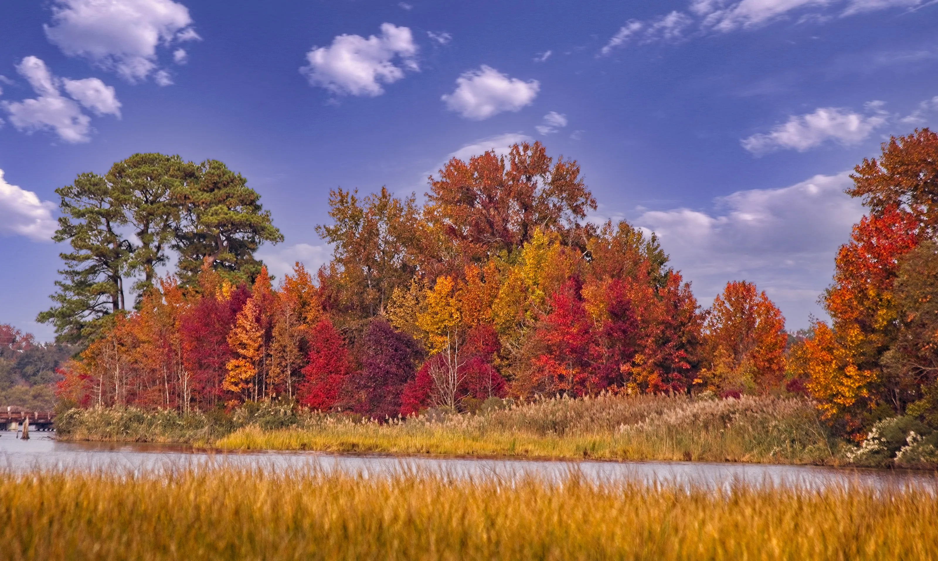 Fall Foliage