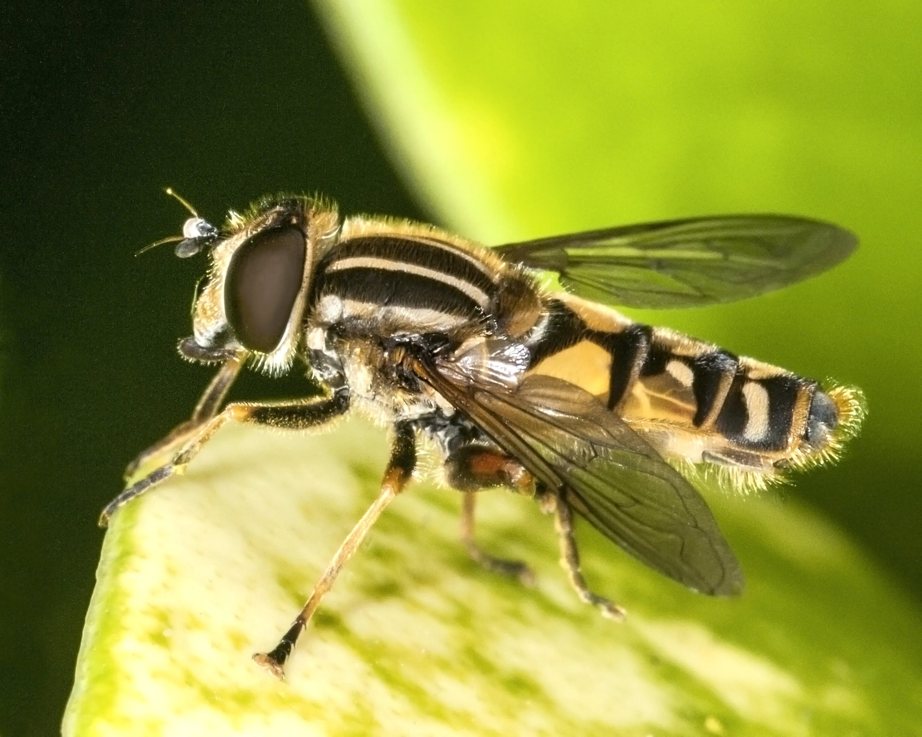 Hoverfly_Helophilus pendulus, female_Monmouth
