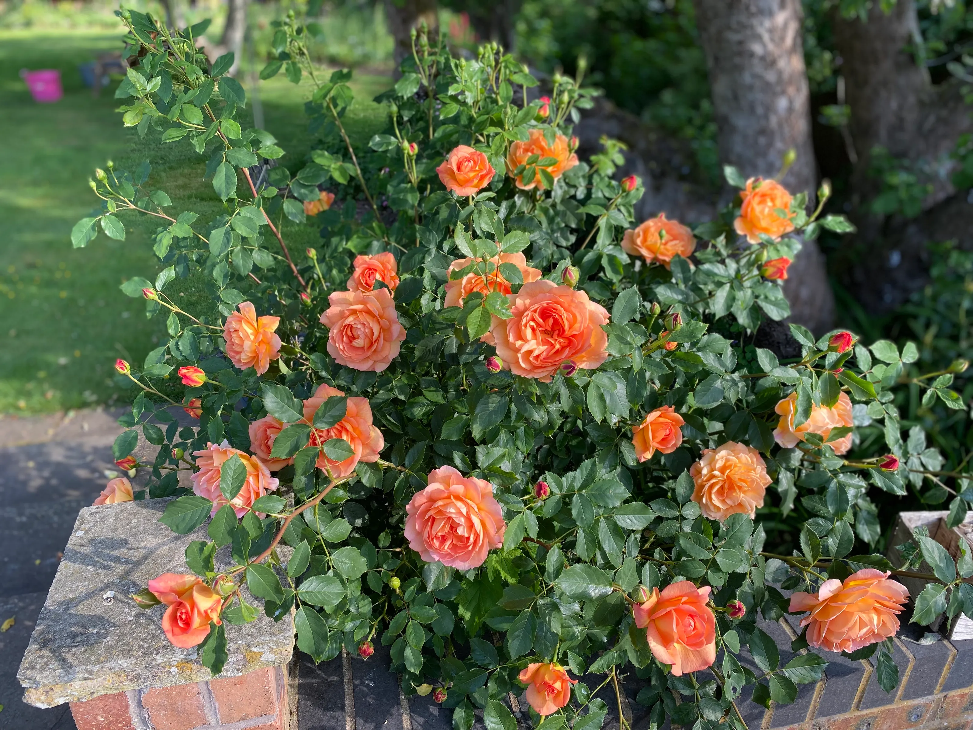 Roses