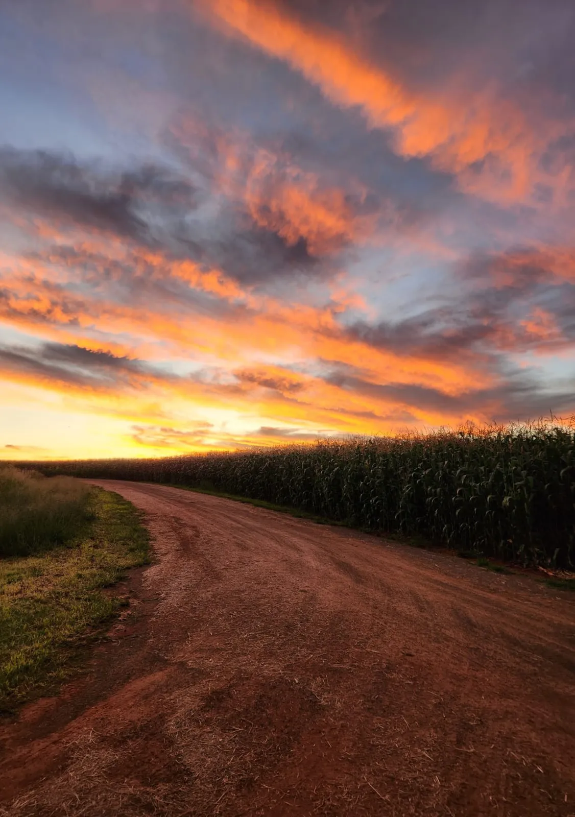 Farm sunset