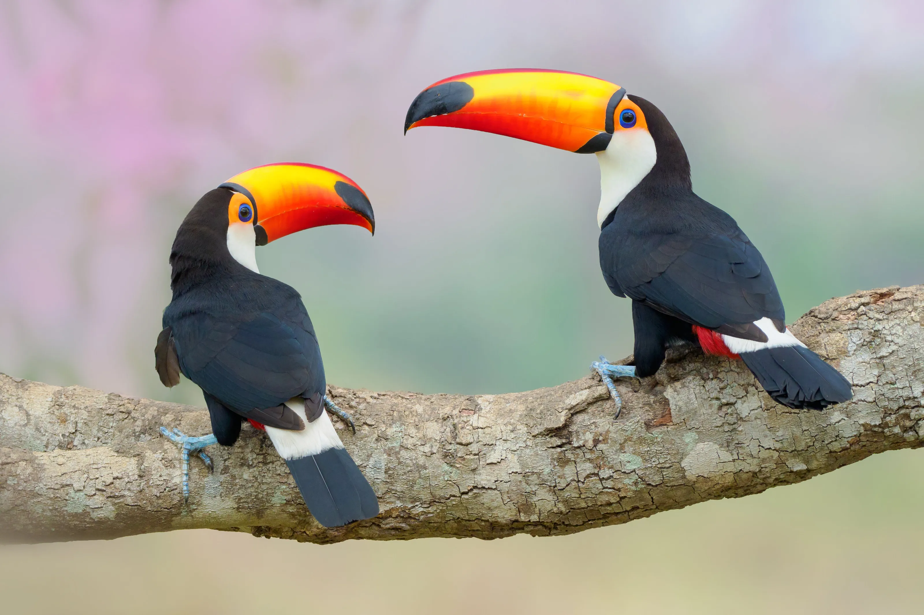 Toco Toucans