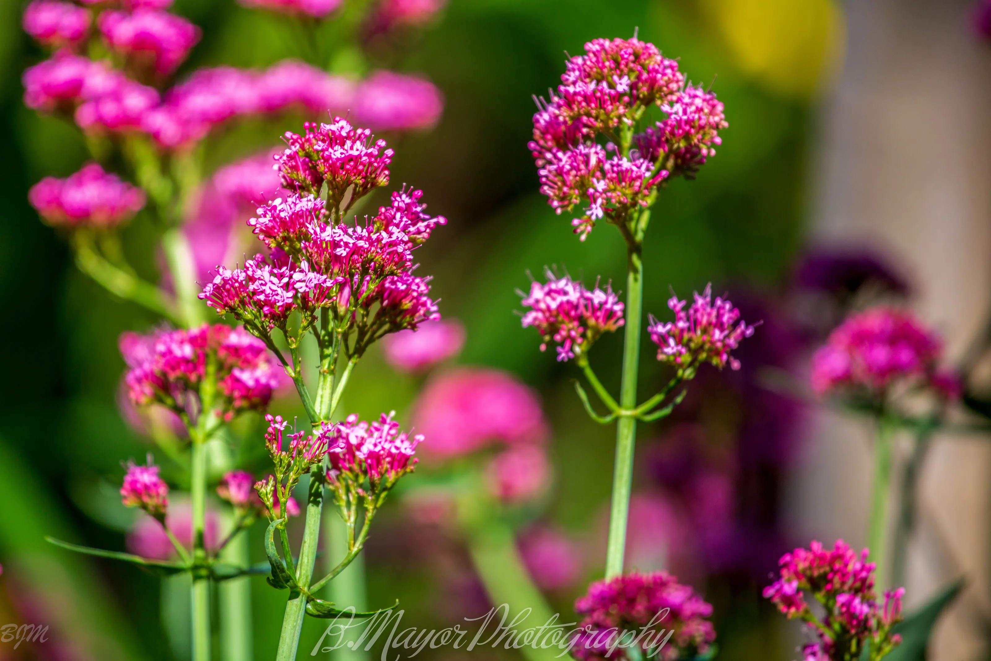 #nature #colorphoto #botanicals #naturallight