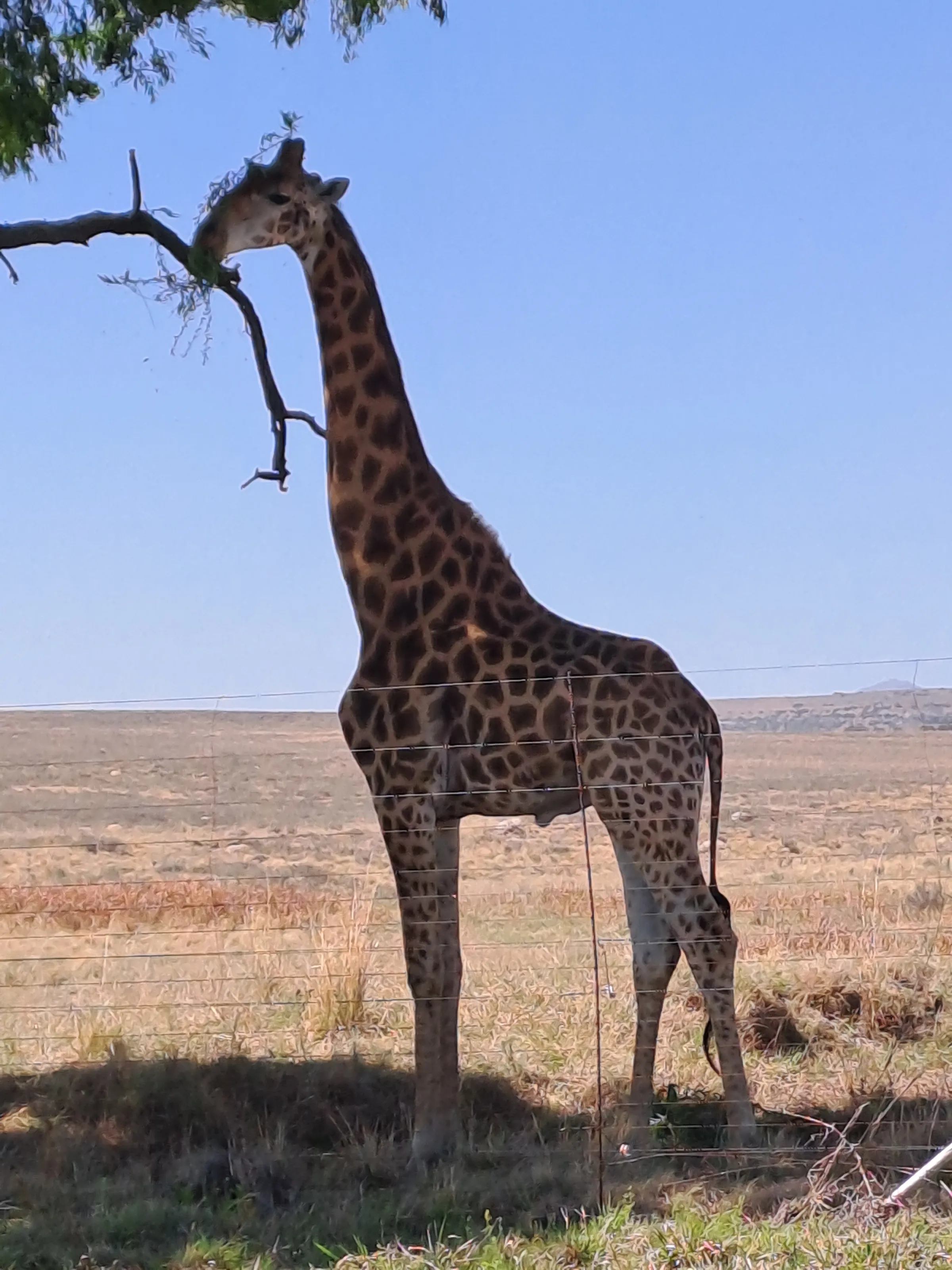 Giraffe