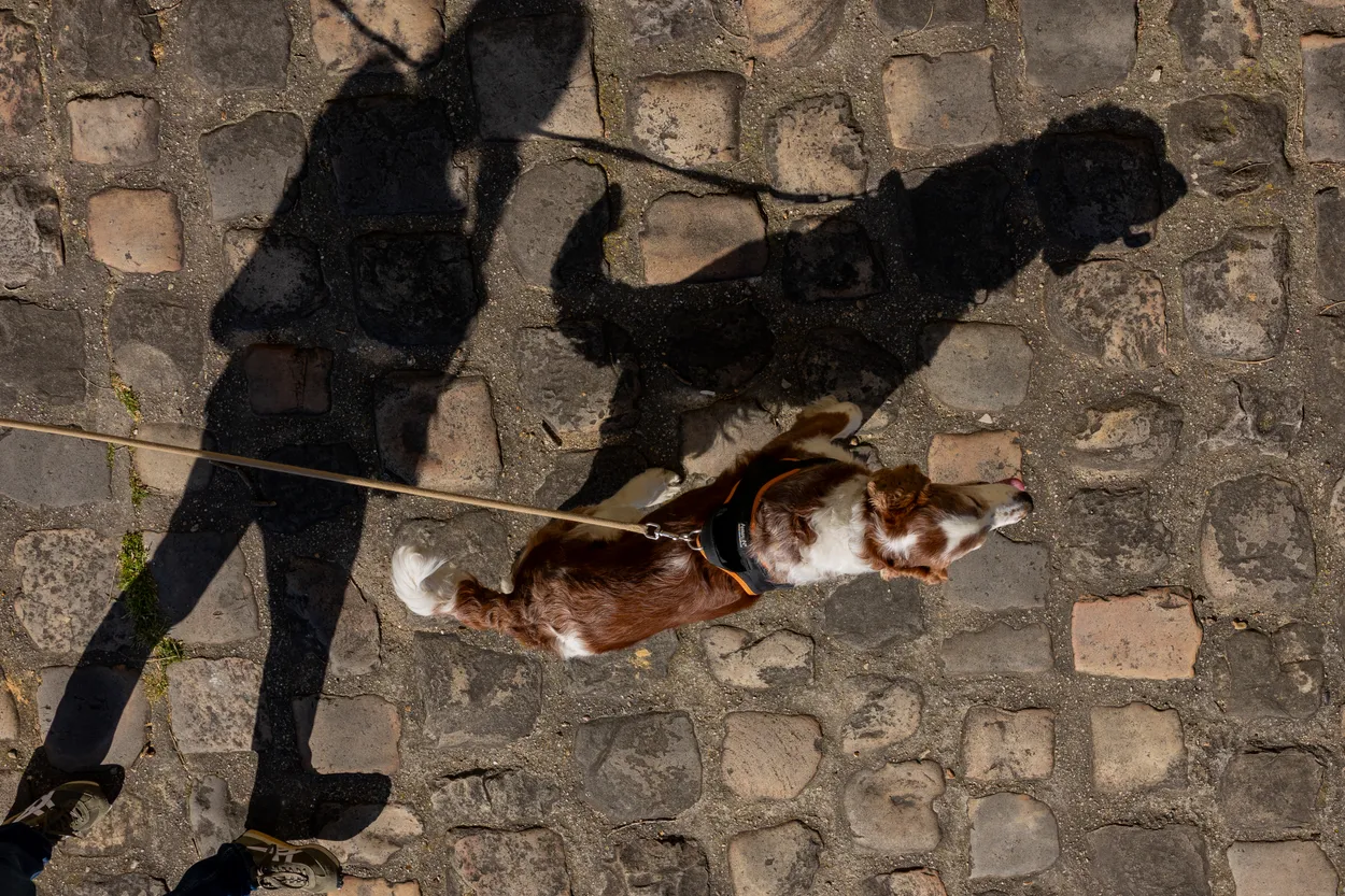 Shadows whaf