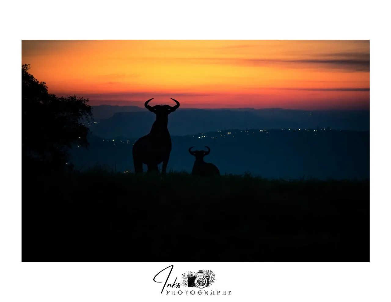 Wild Sunset