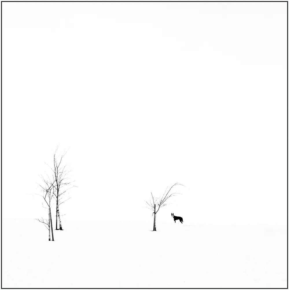 Snowy Minimalism