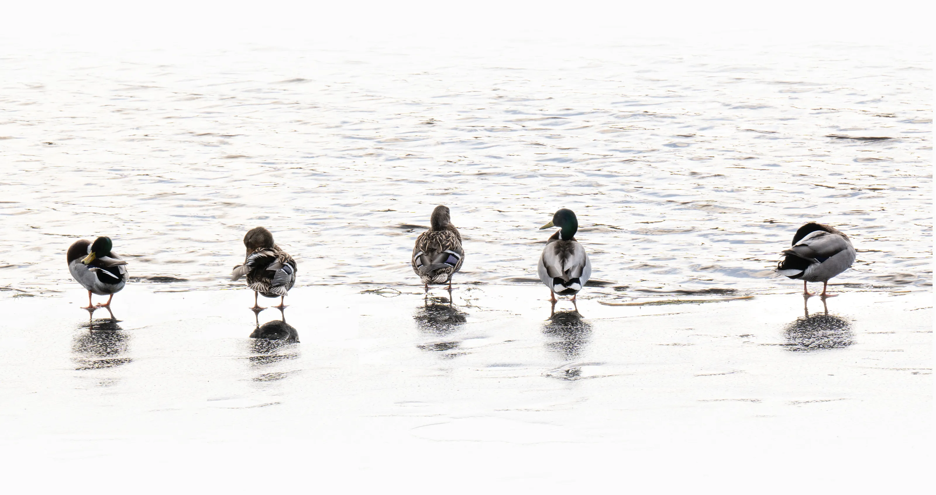 On thin ice