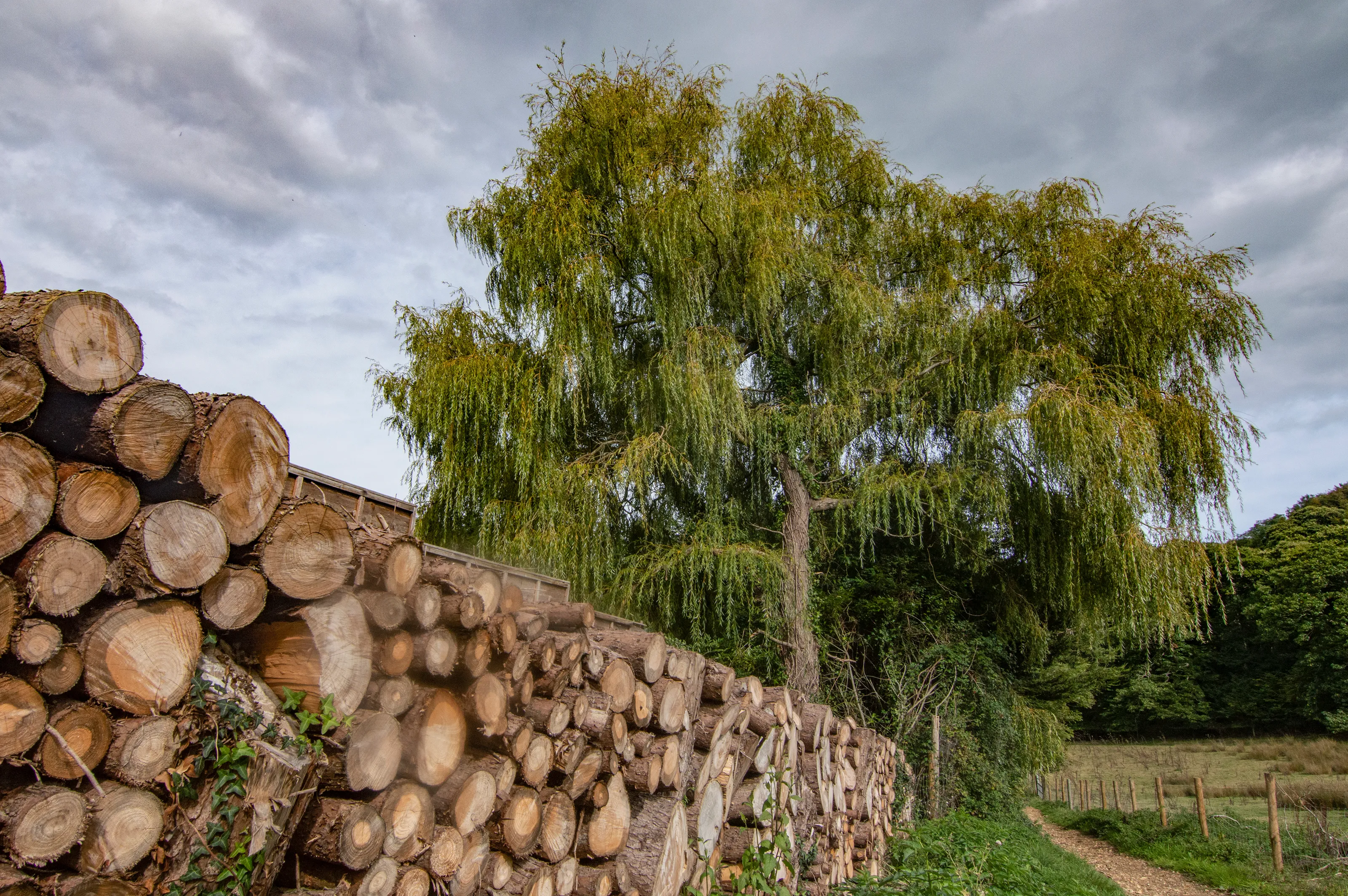 Weeping Trees