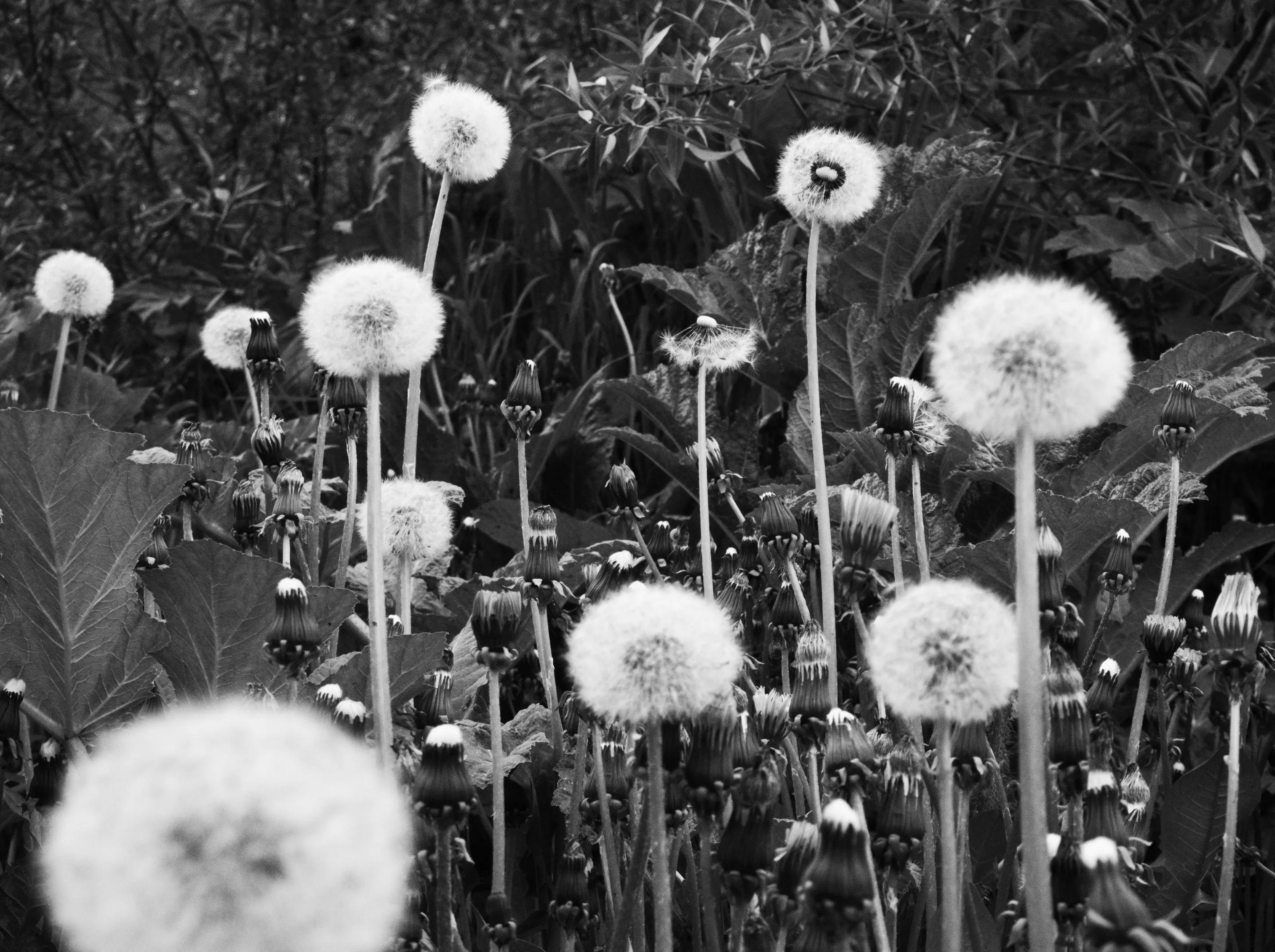 Dandelions