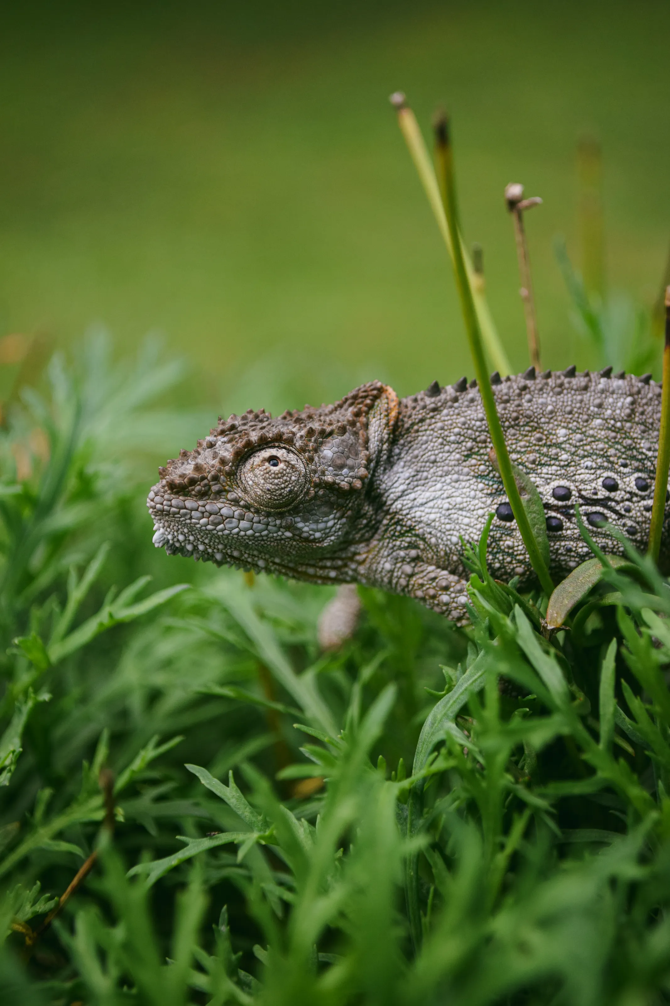 Southern Dwarf Chameleon