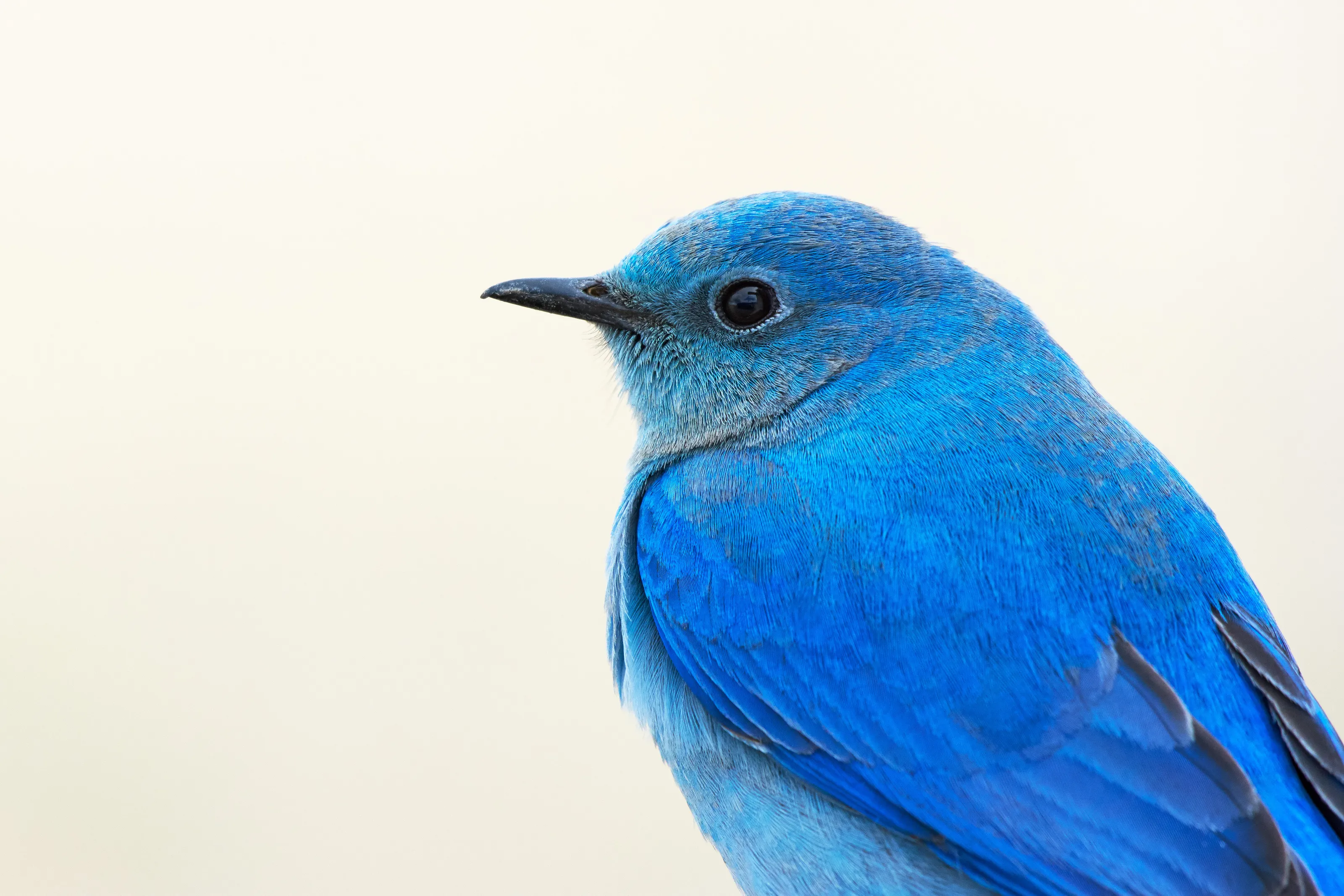 Detail in Blue