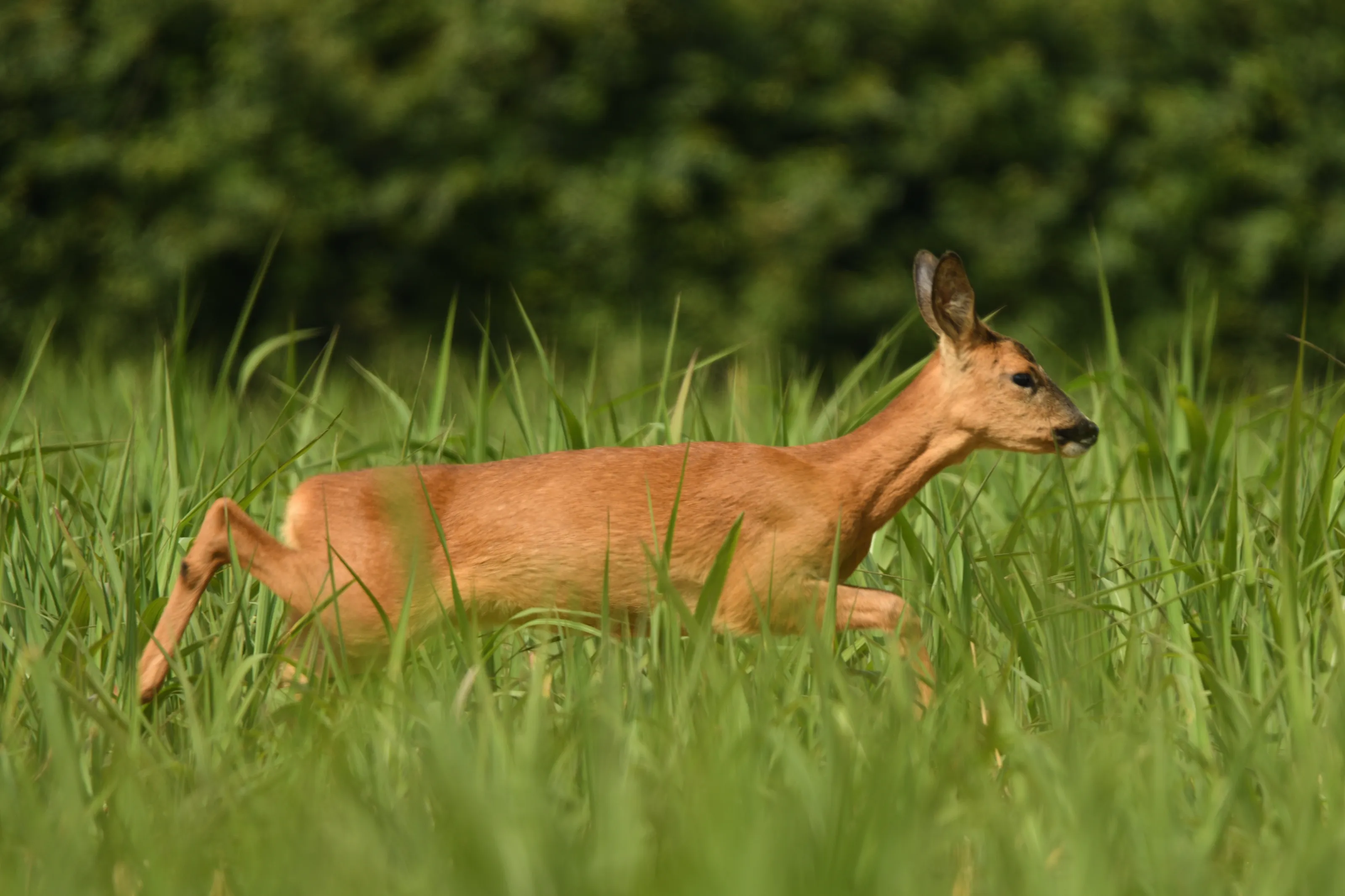 Roe Deer