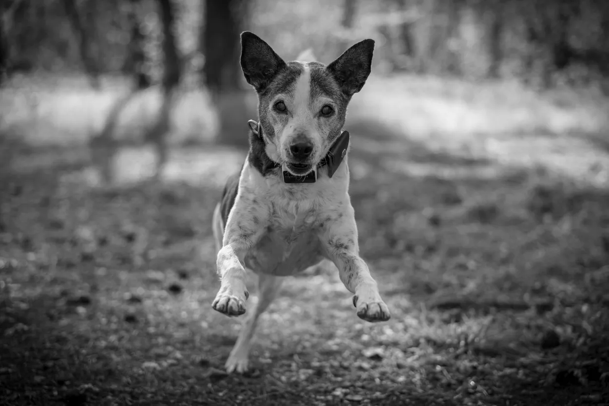 Running Free