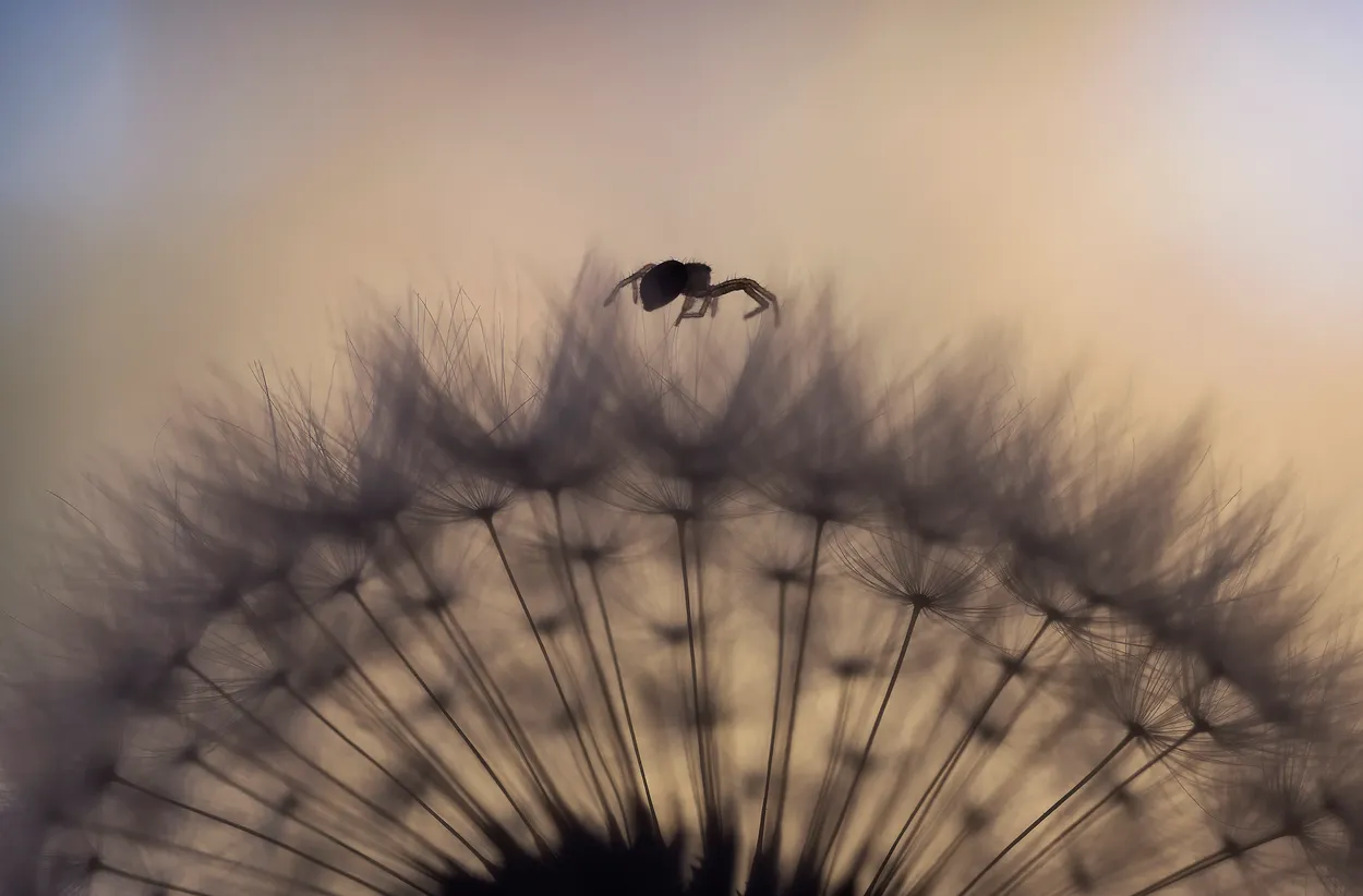 A Spider's journey