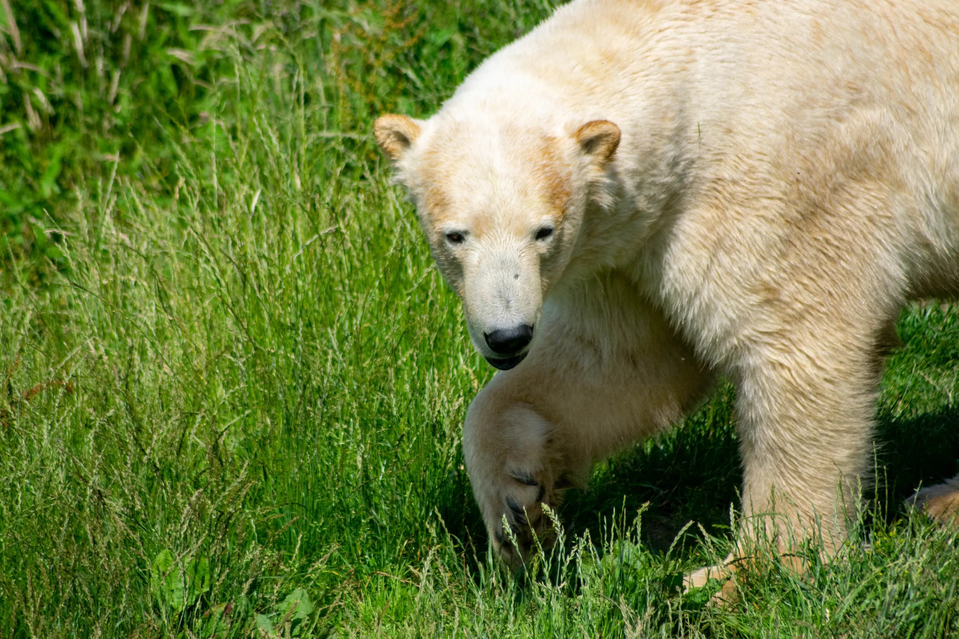 Polar Bear