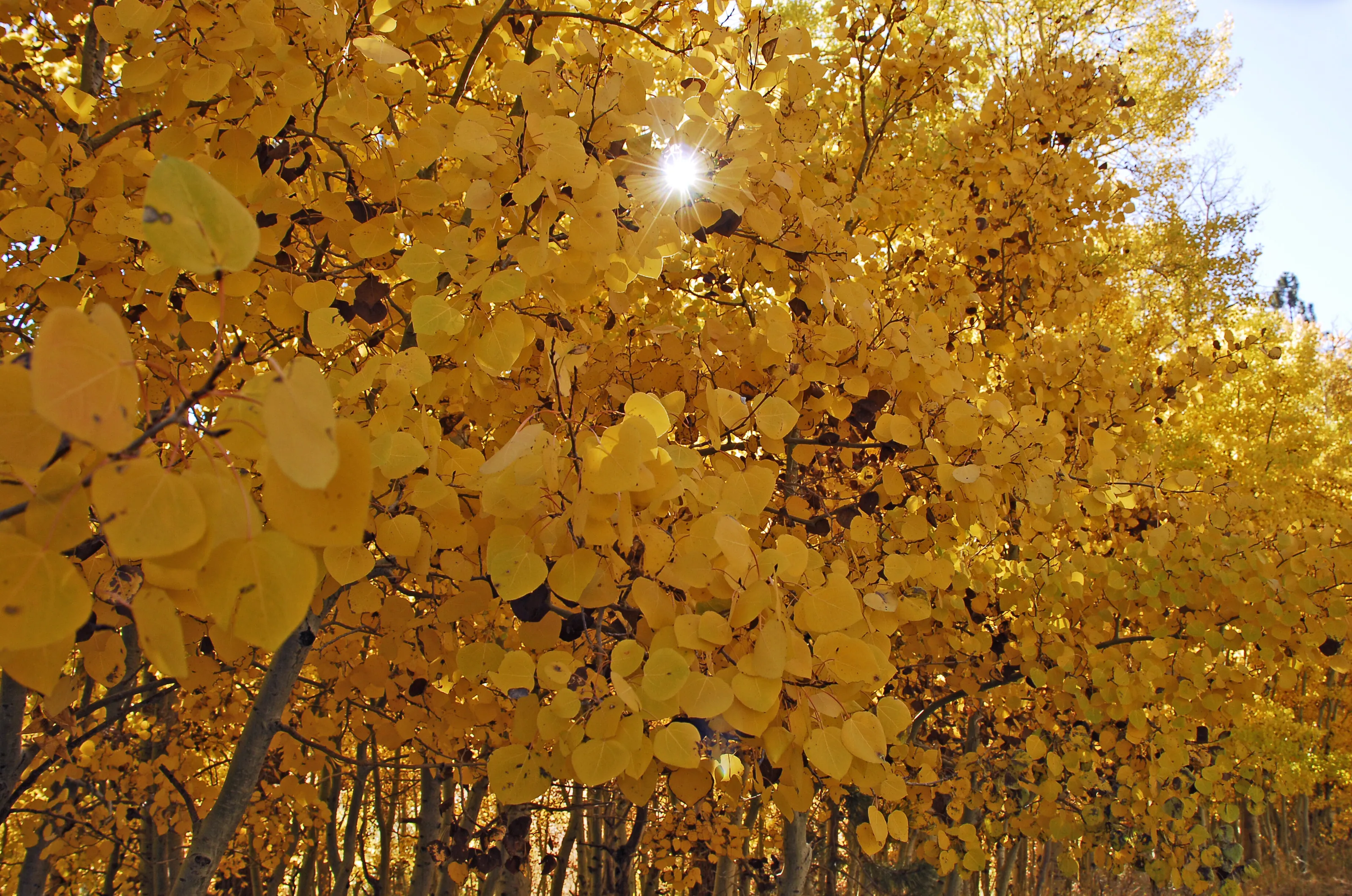 Fall at June Lake