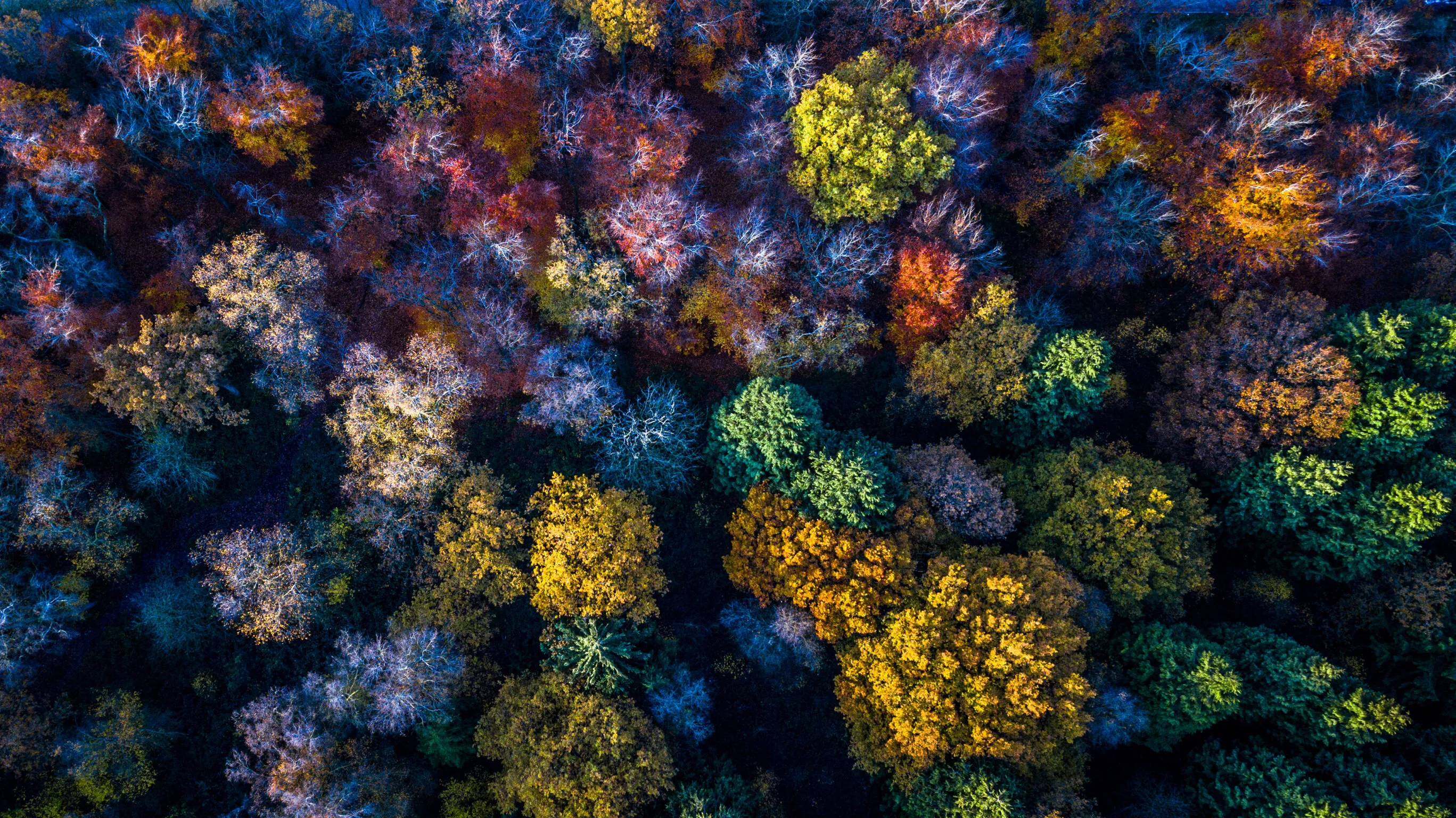 Coral or Wood