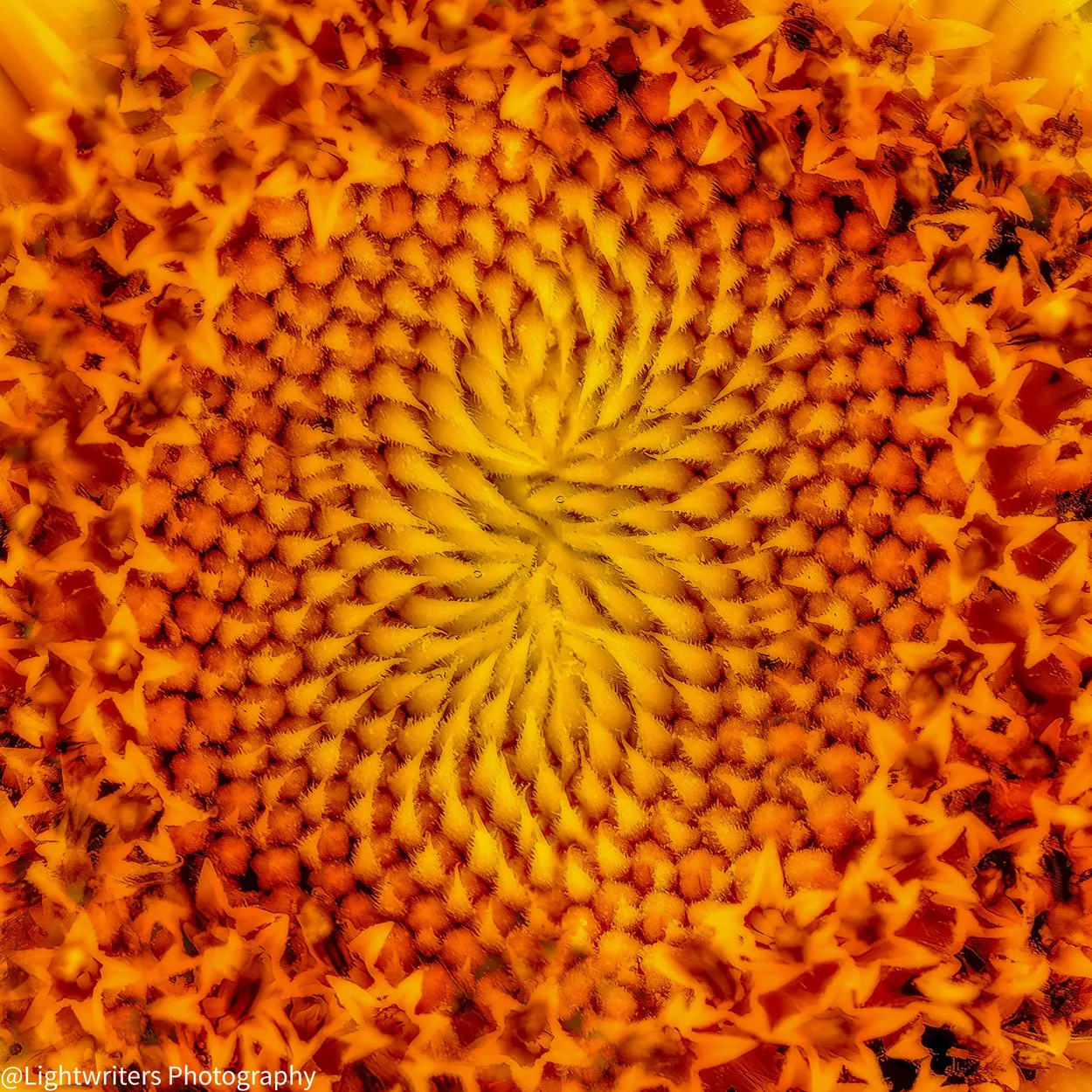 Sunflower Center