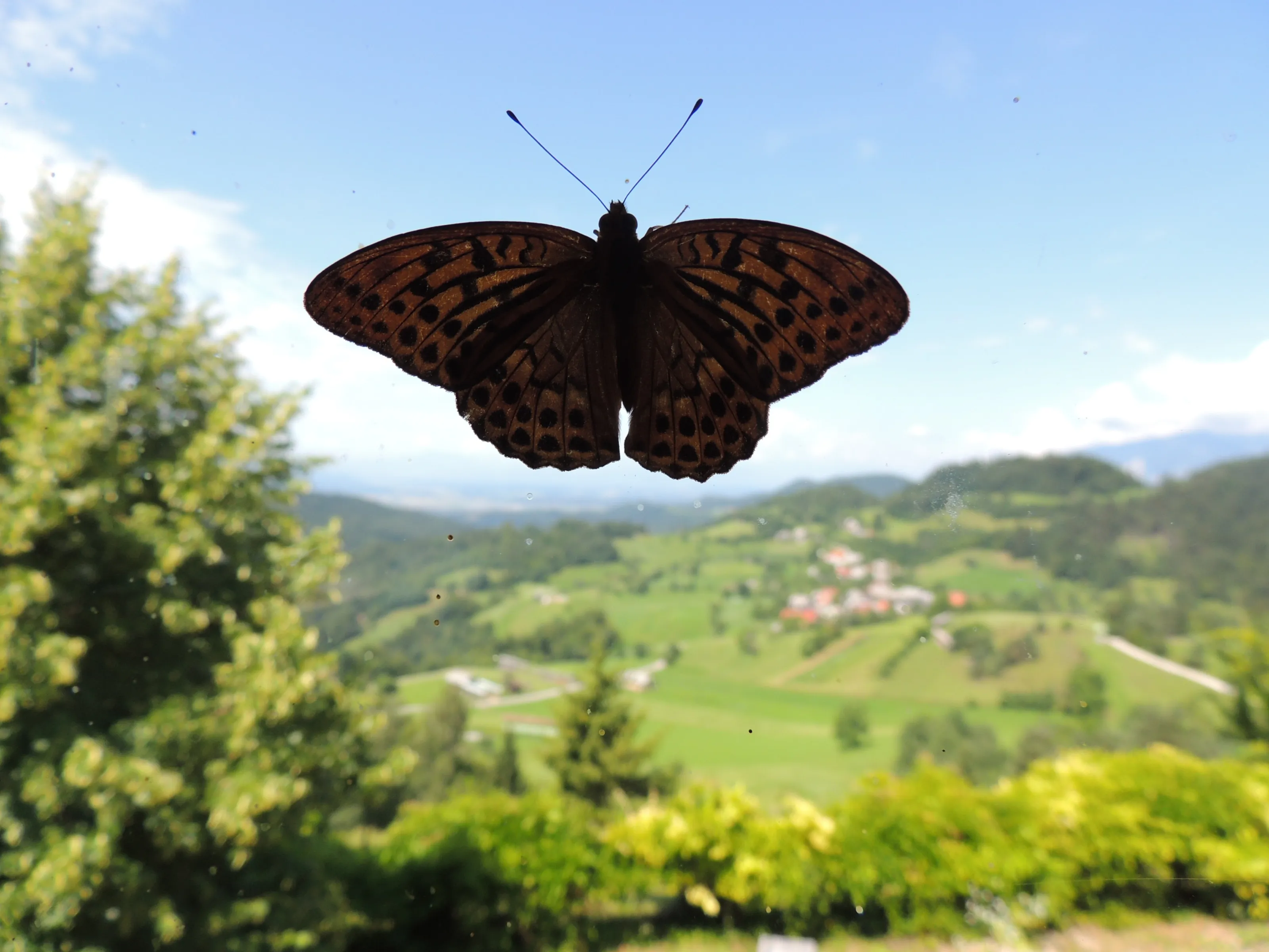 Butterfly on glass wall