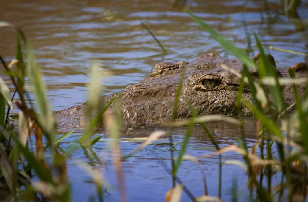 Still waters, Savage Intent