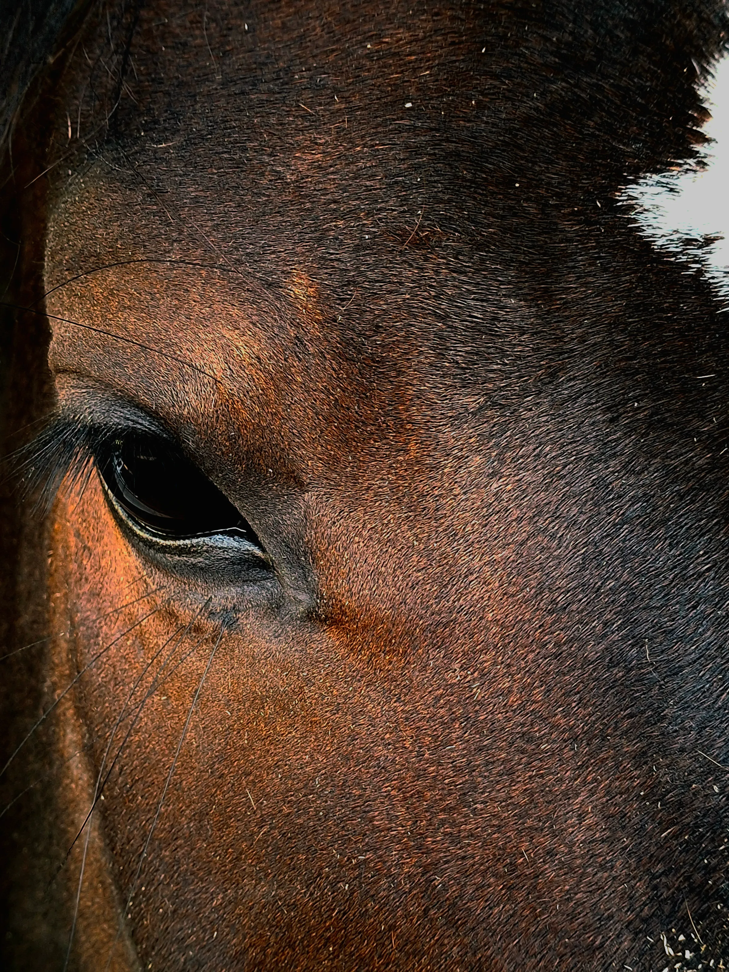 Stallion of the west