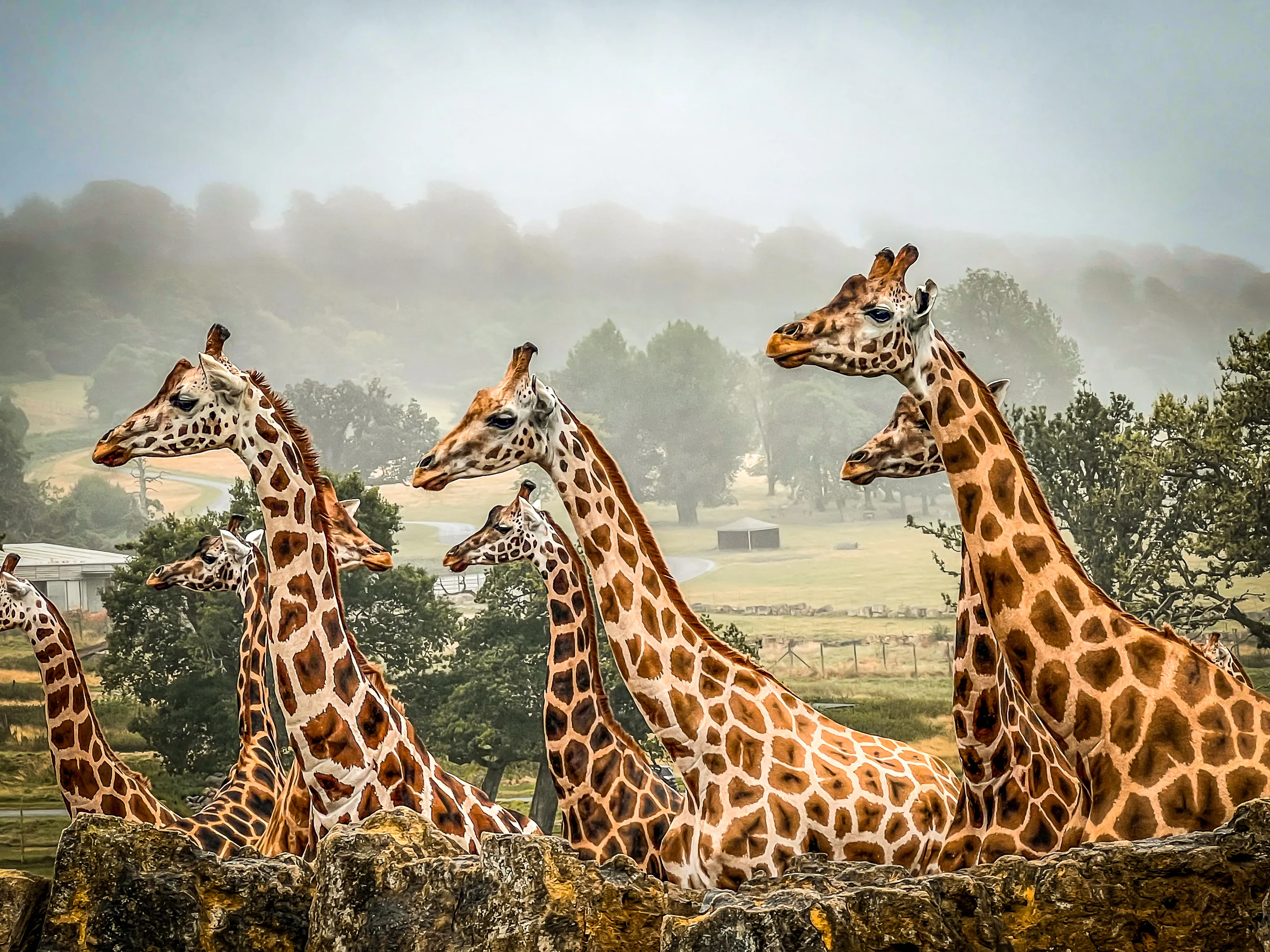 Giraffes in the mist