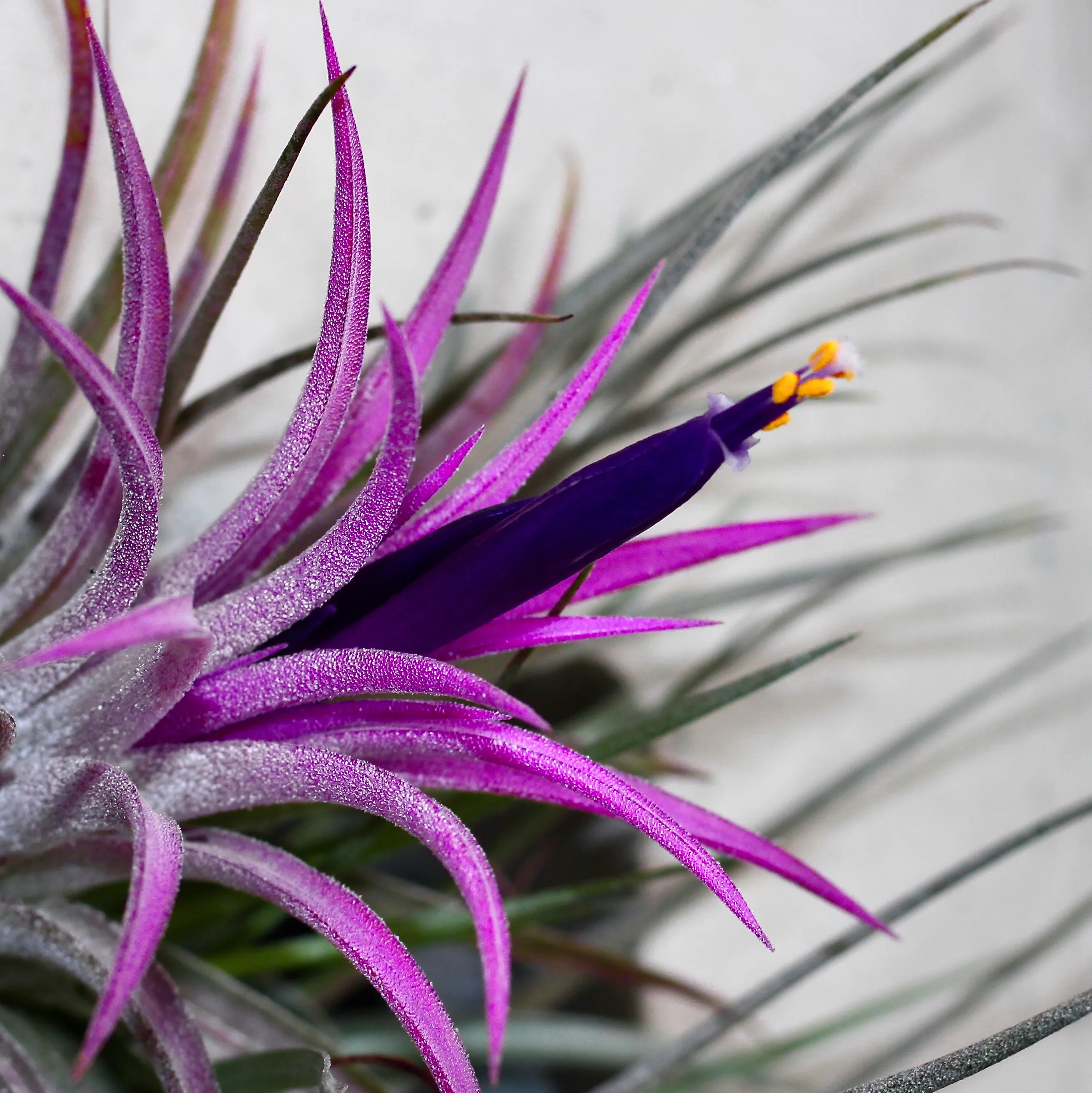 Weird and Unusual Flowers (in colour)