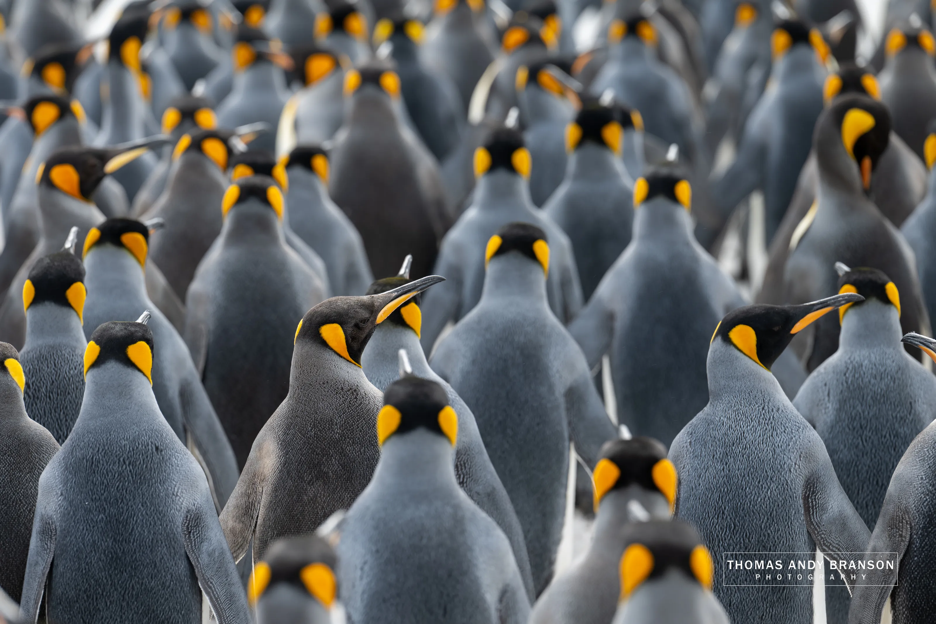 King Penguins (Aptenodytes patagonicus)
